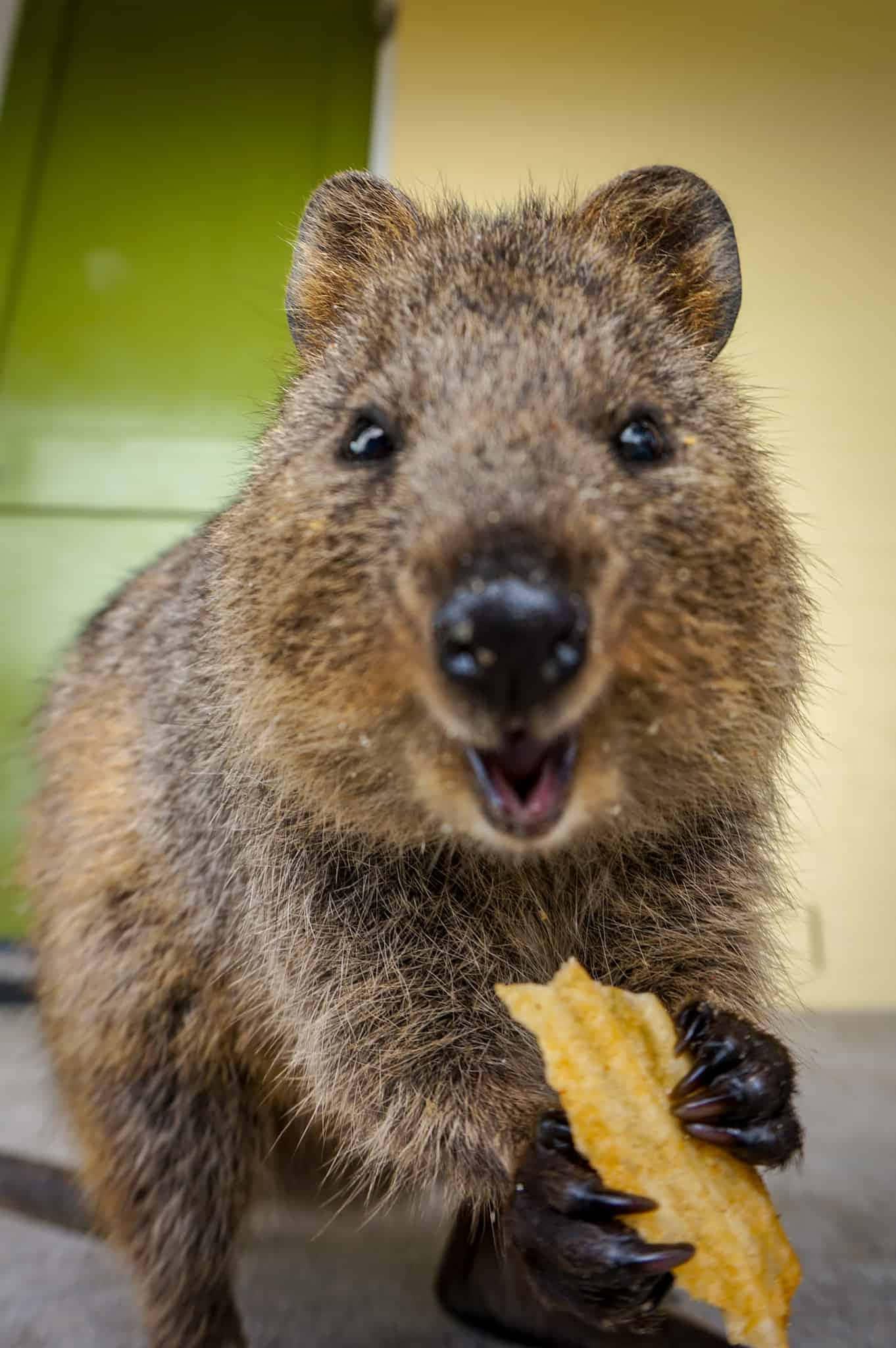 quokka, chip, green and yellow background, Full HD Phone Wallpaper