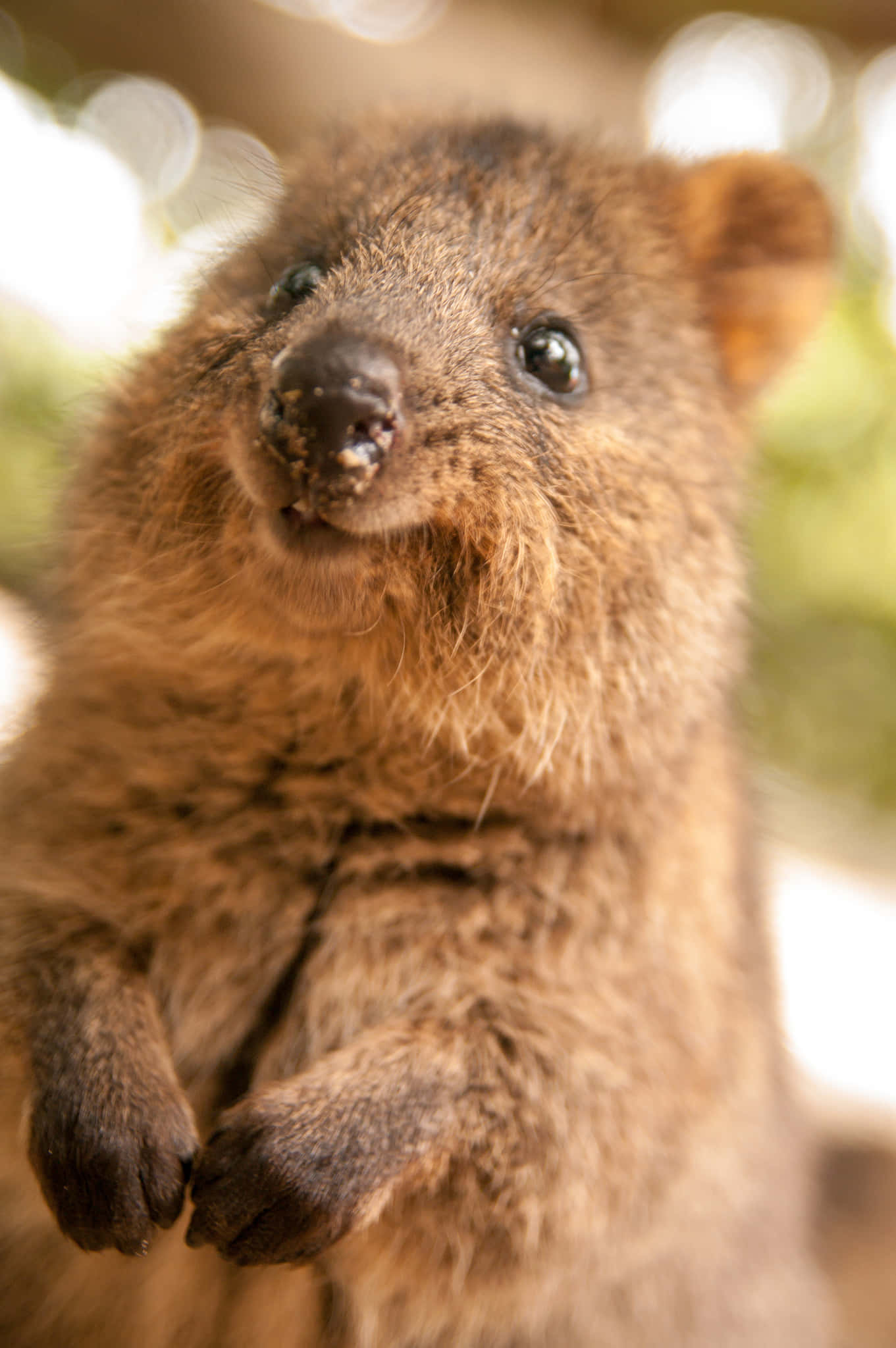 quokka, close up, soft brown fur, Full HD Phone Wallpaper