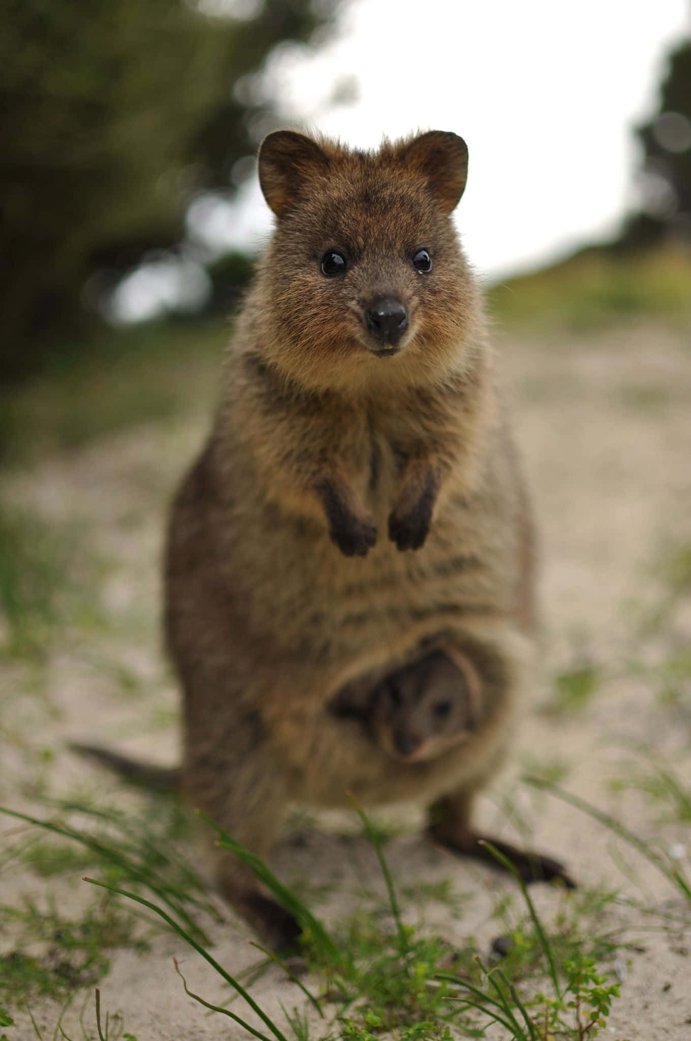 quokka, sandy ground, green grass, Full HD Phone Wallpaper