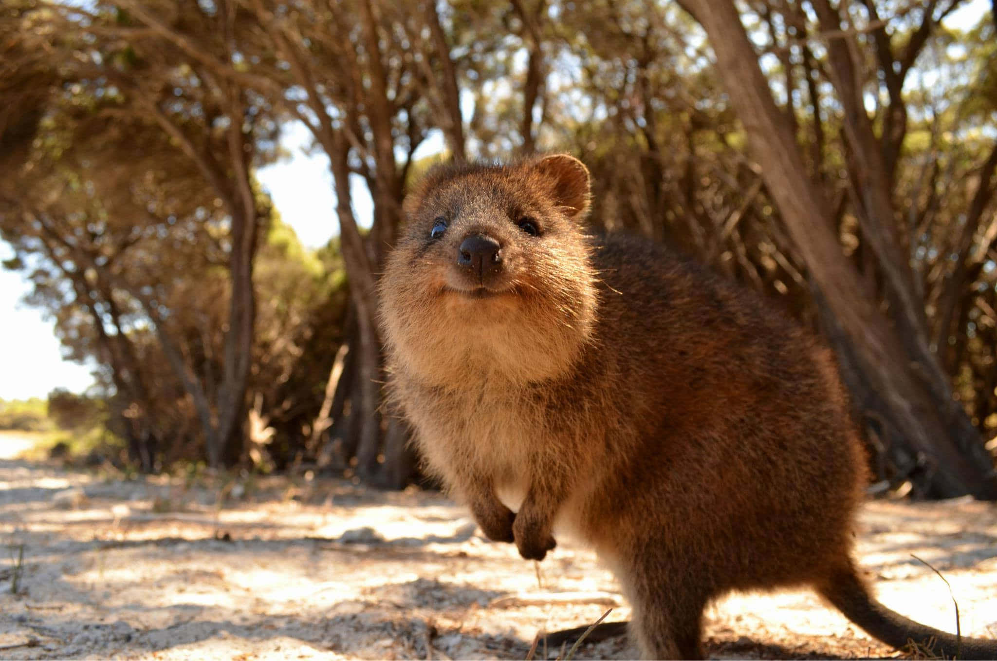 quokka, sunlit forest clearing, dappled light, Full HD Desktop Wallpaper