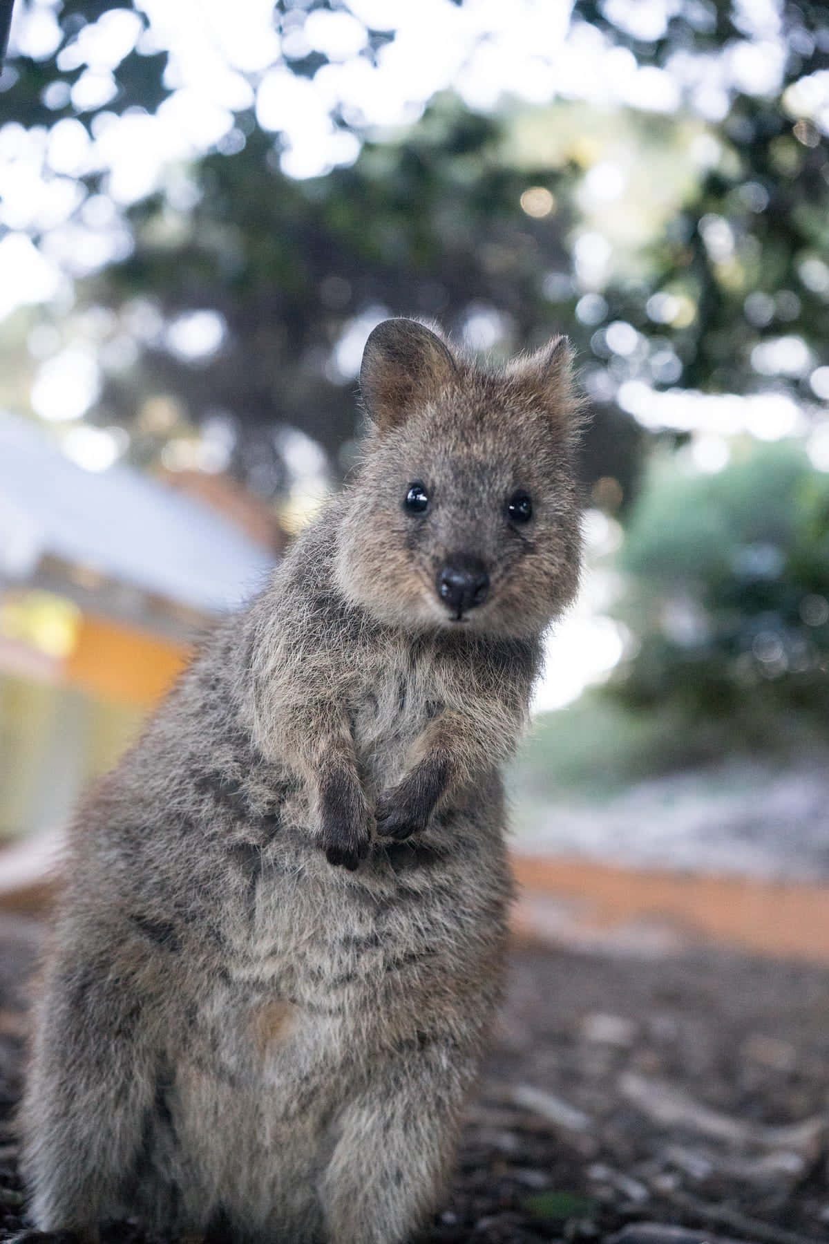 quokka, sunlit forest clearing, soft bokeh background, HD Phone Wallpaper