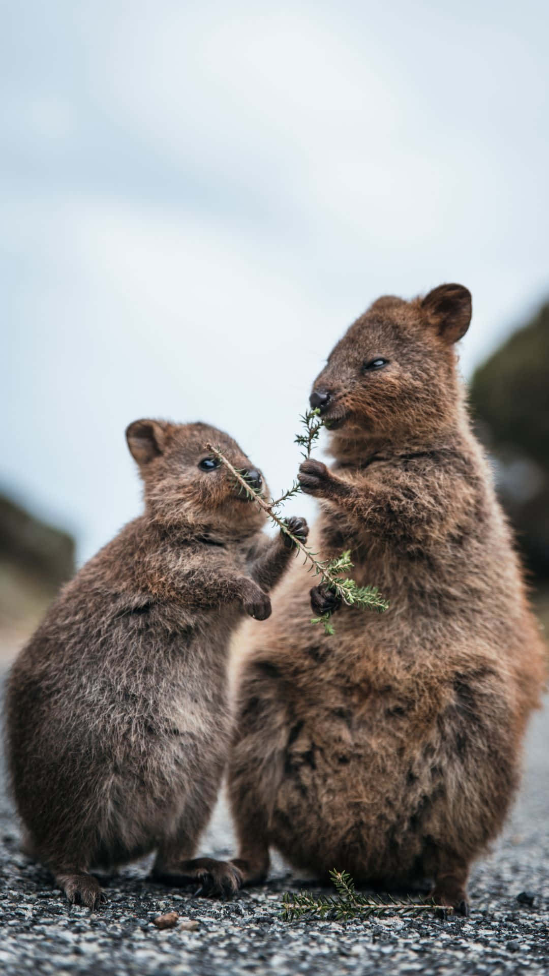 quokkas, sprig of greenery, soft natural light, Full HD Phone Wallpaper