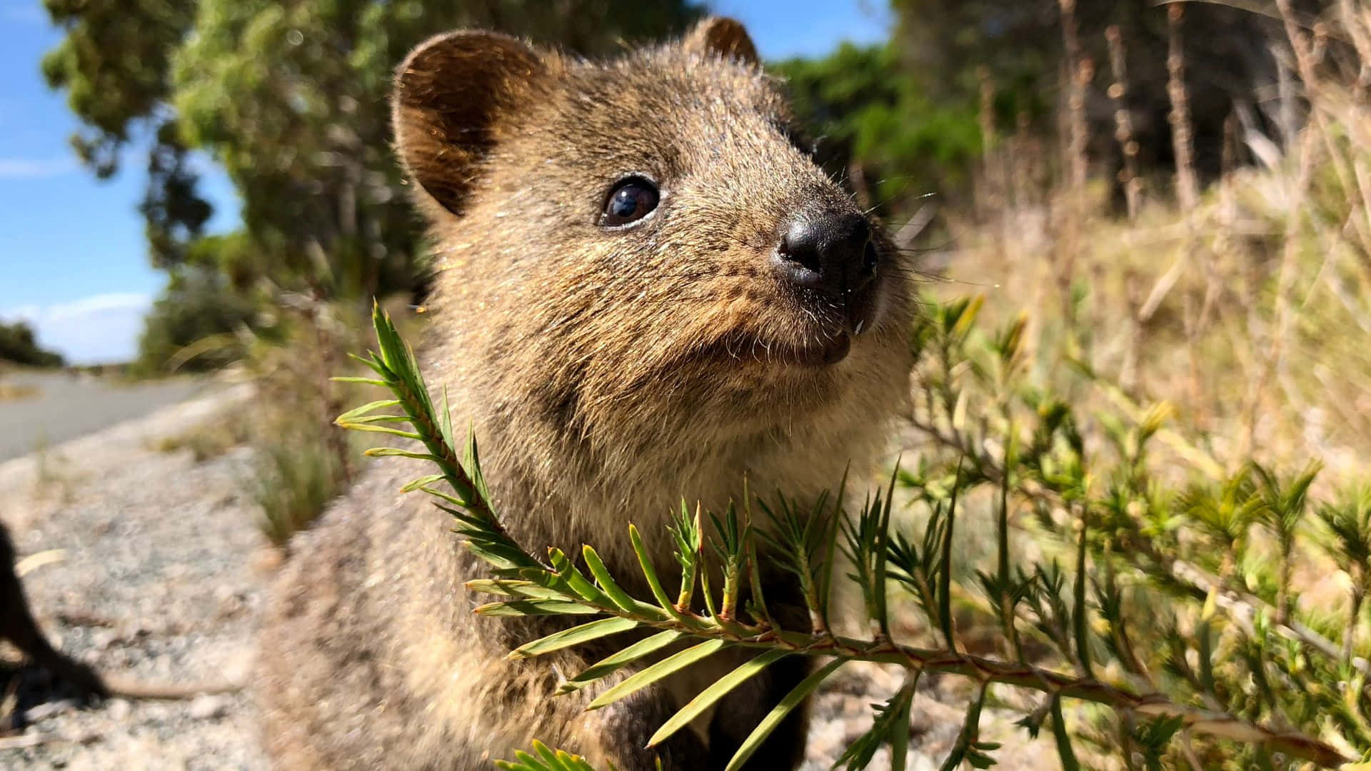 quokka, green foliage, bright blue sky, Full HD Desktop Wallpaper