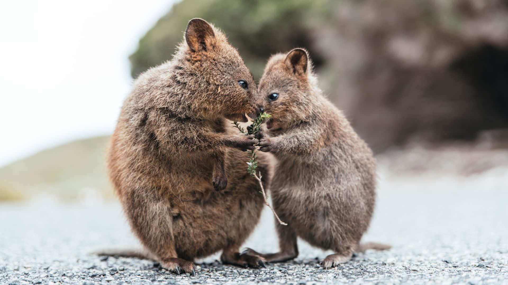 quokkas, sprig of greenery, soft-focus natural setting, Full HD Desktop Wallpaper