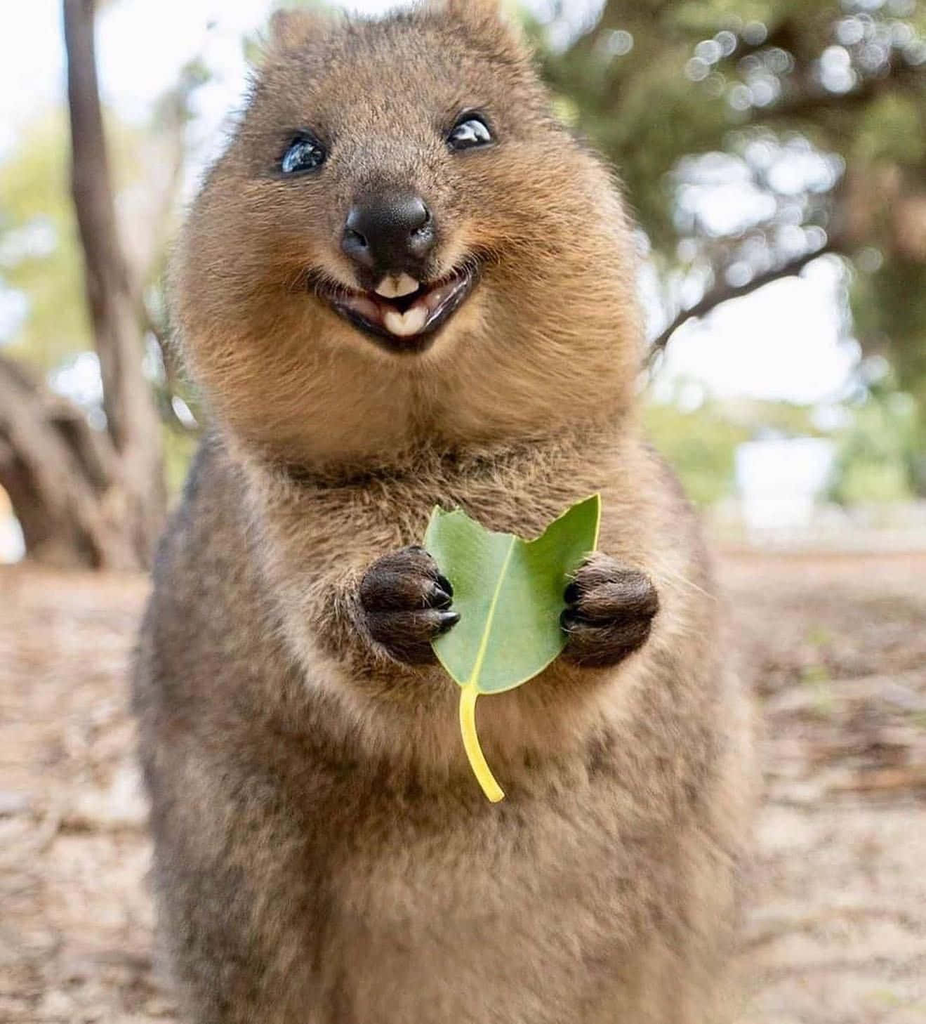 quokka, green leaf, wide toothy grin, HD Phone Wallpaper