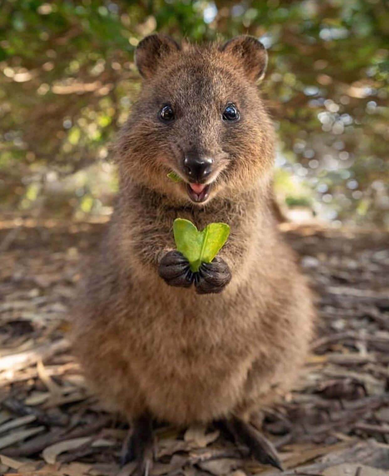 quokka, green leaf, sunlit forest, HD Phone Wallpaper