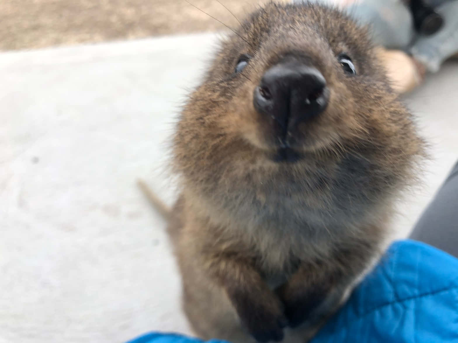 quokka, fluffy brown, big eyes, HD Desktop Wallpaper