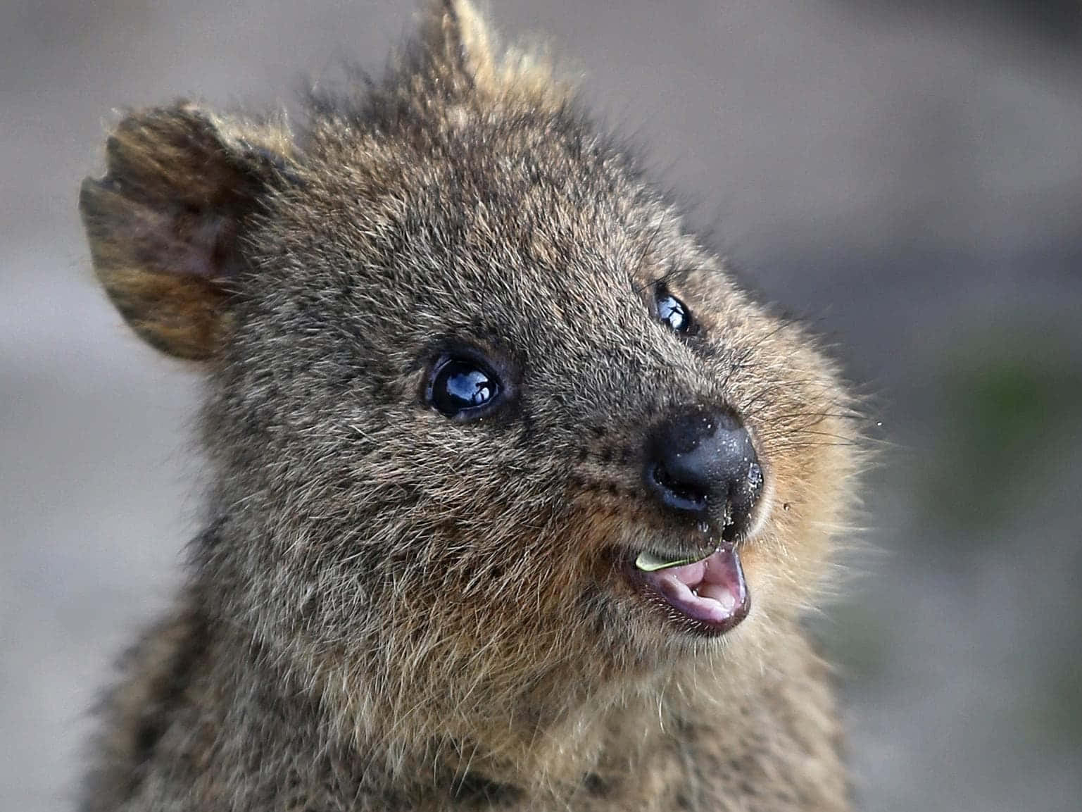 quokka, bright blue eyes, toothy grin, HD Desktop Wallpaper