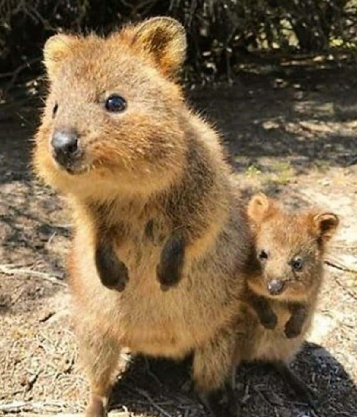 quokka, joey, dappled sunlight, HD Phone Wallpaper