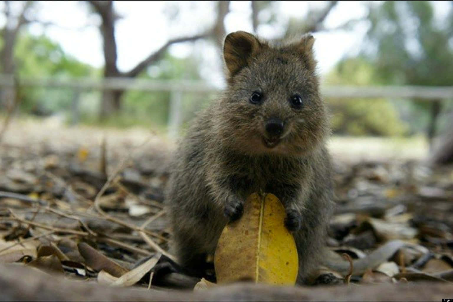 Quokka, large yellow leaf, sunlit forest clearing, HD Desktop Wallpaper