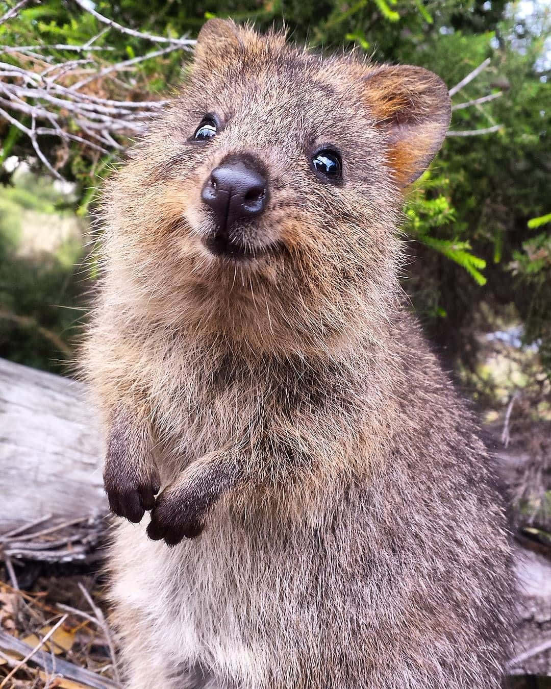 quokka, forest, green foliage, HD Phone Wallpaper
