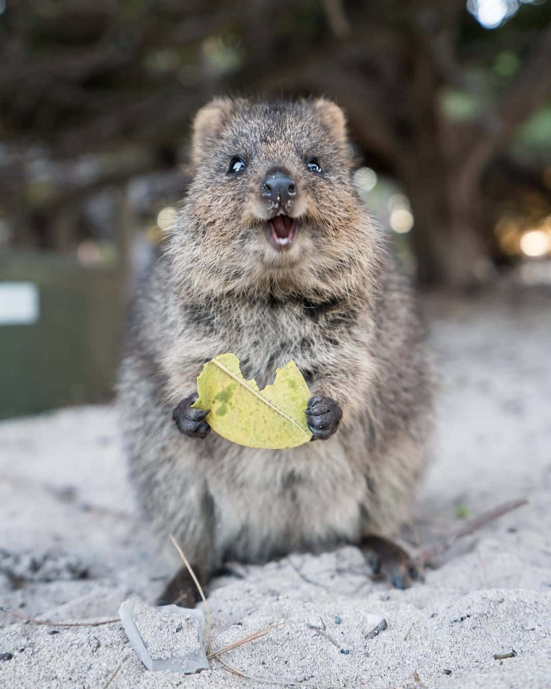 quokka, sandy ground, yellow leaf, HD Phone Wallpaper