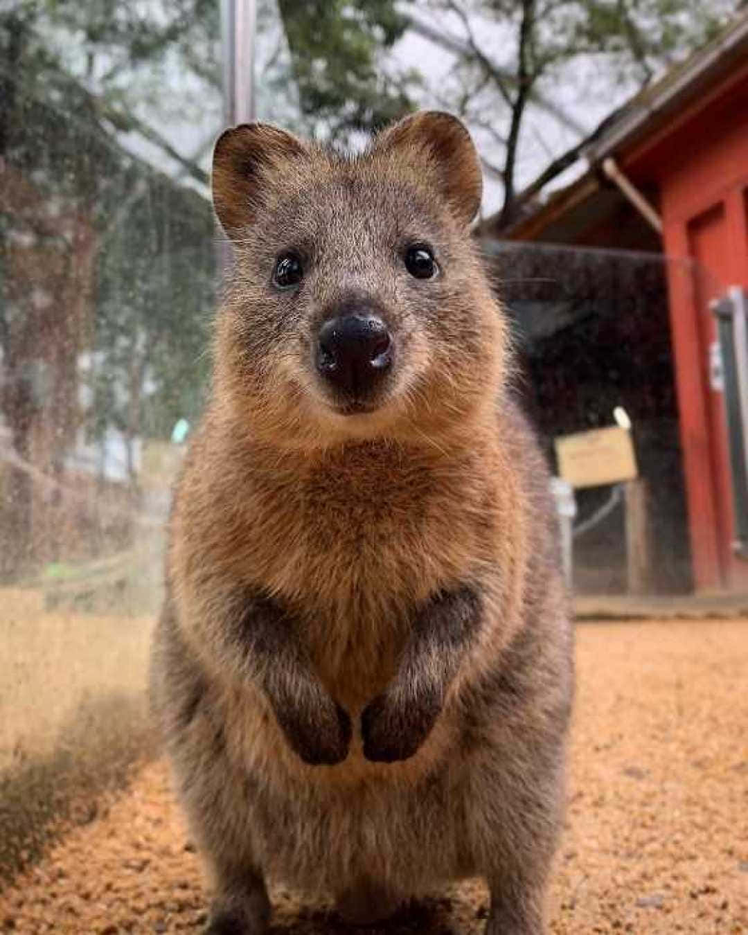quokka, standing up, close-up, HD Phone Wallpaper