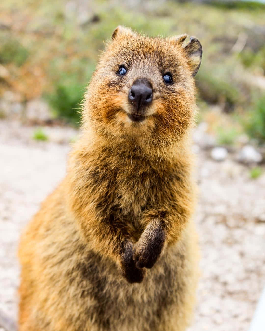 quokka, rocky ground, blurred natural background, HD Phone Wallpaper