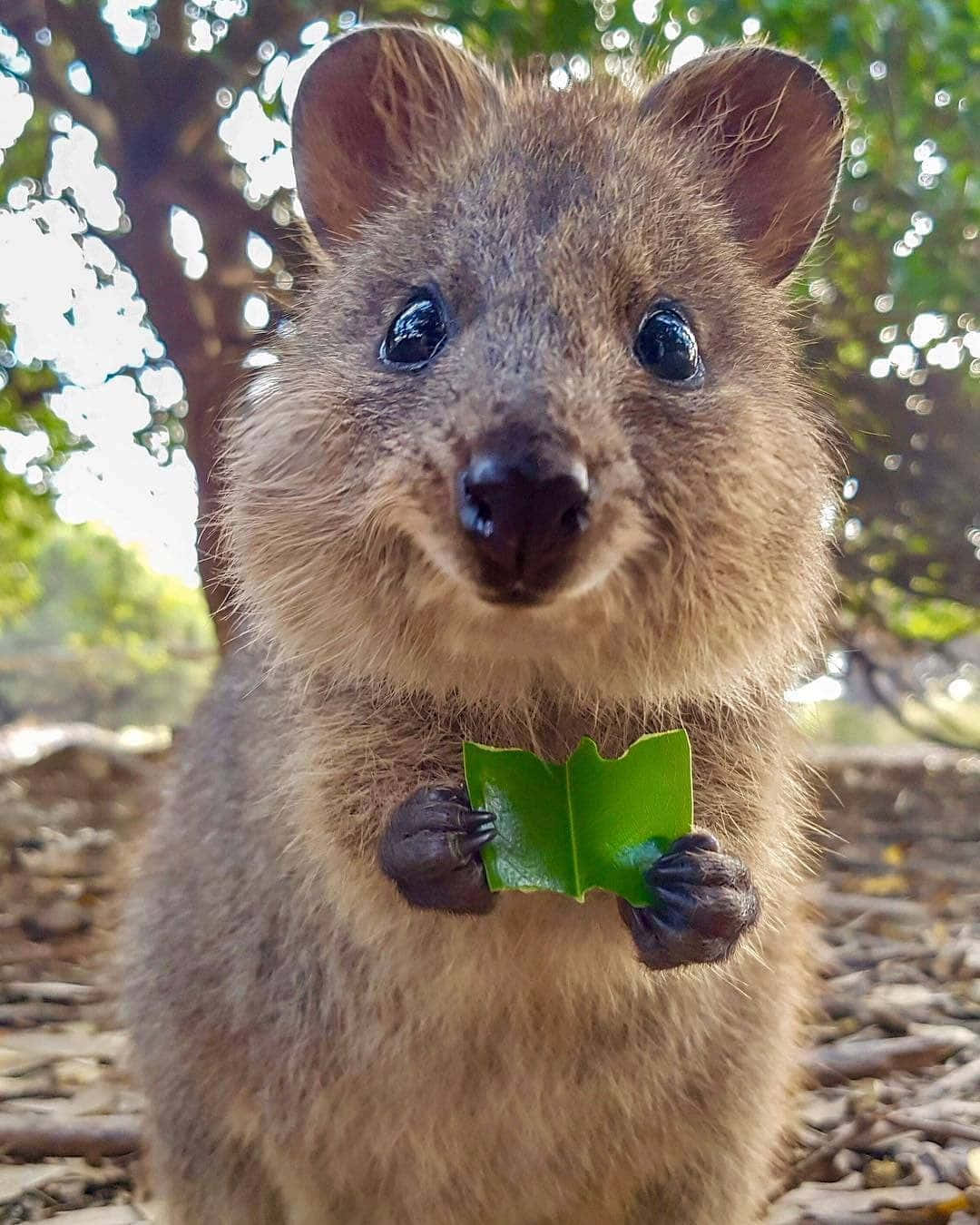 quokka, bright green leaf, sunlit forest, HD Phone Wallpaper