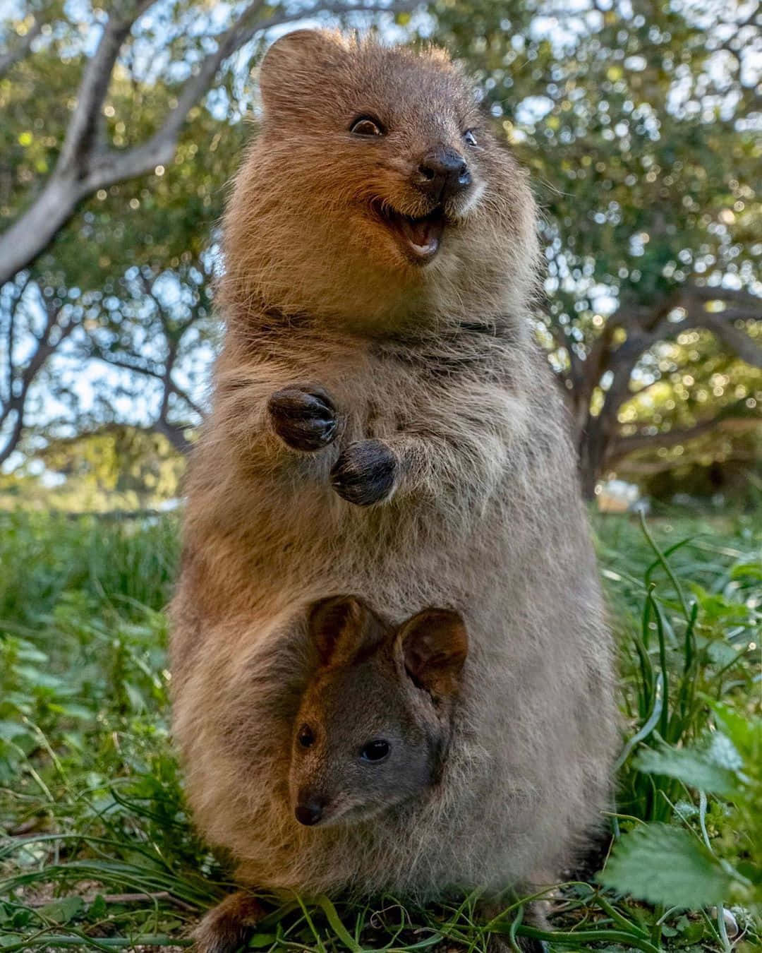 quokka, joey, pouch, HD Phone Wallpaper