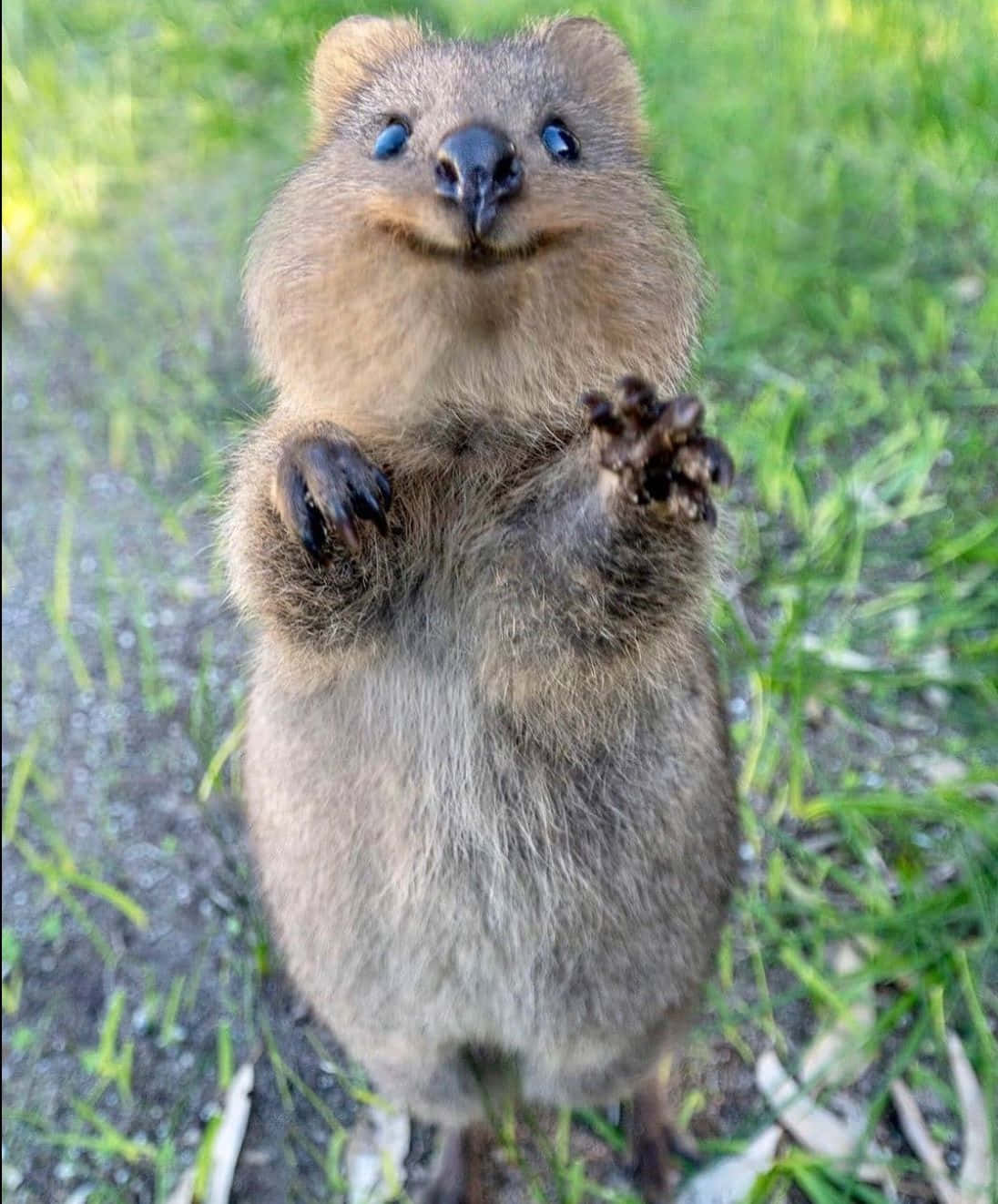 quokka, grass, bright eyes, HD Phone Wallpaper