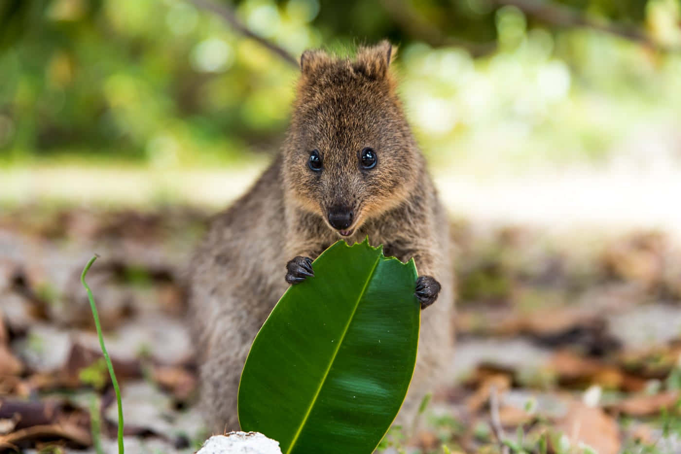 quokka, large green leaf, sunlit forest floor, HD Desktop Wallpaper