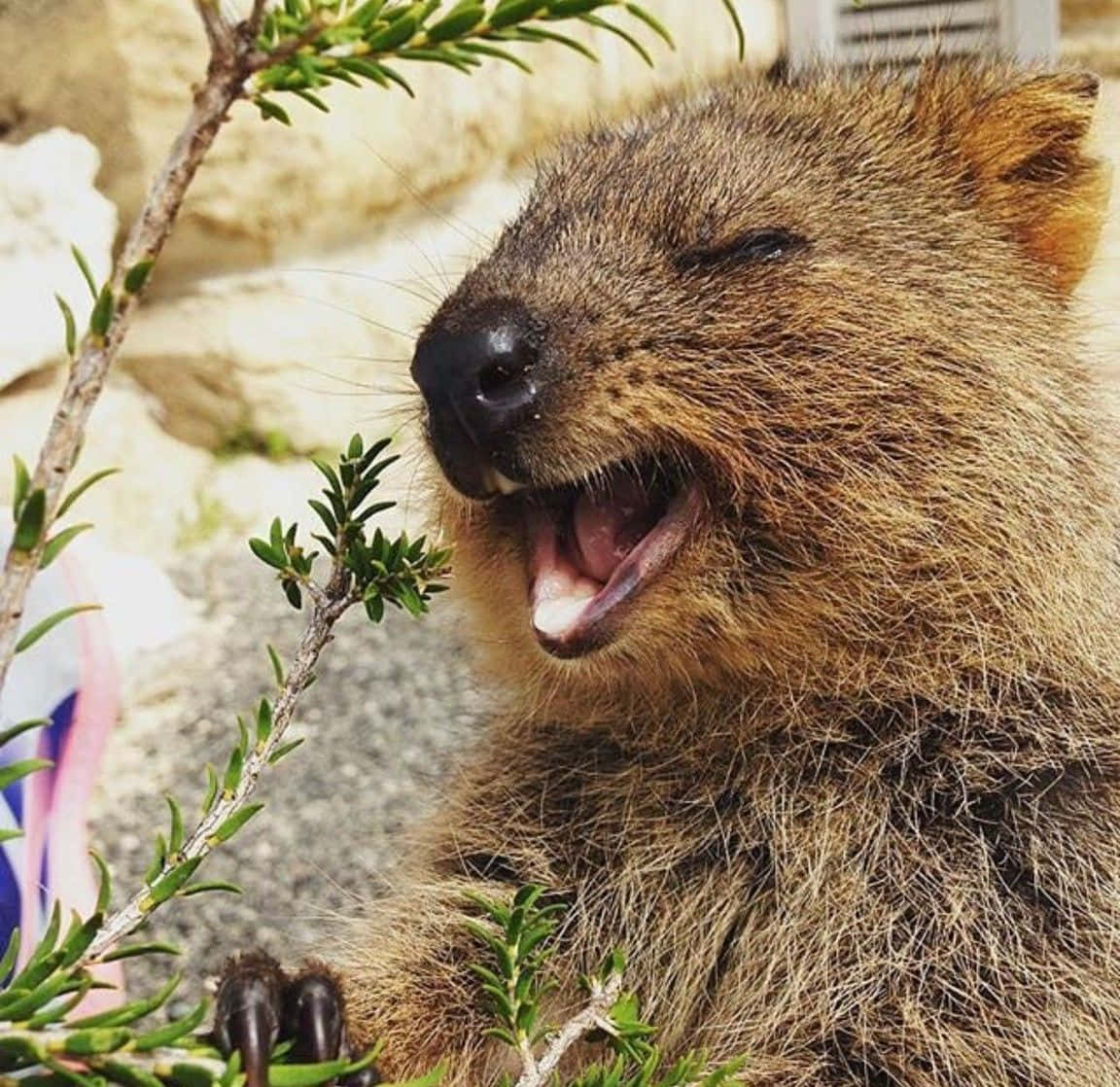 quokka, yawning, eyes closed, SD Desktop Wallpaper