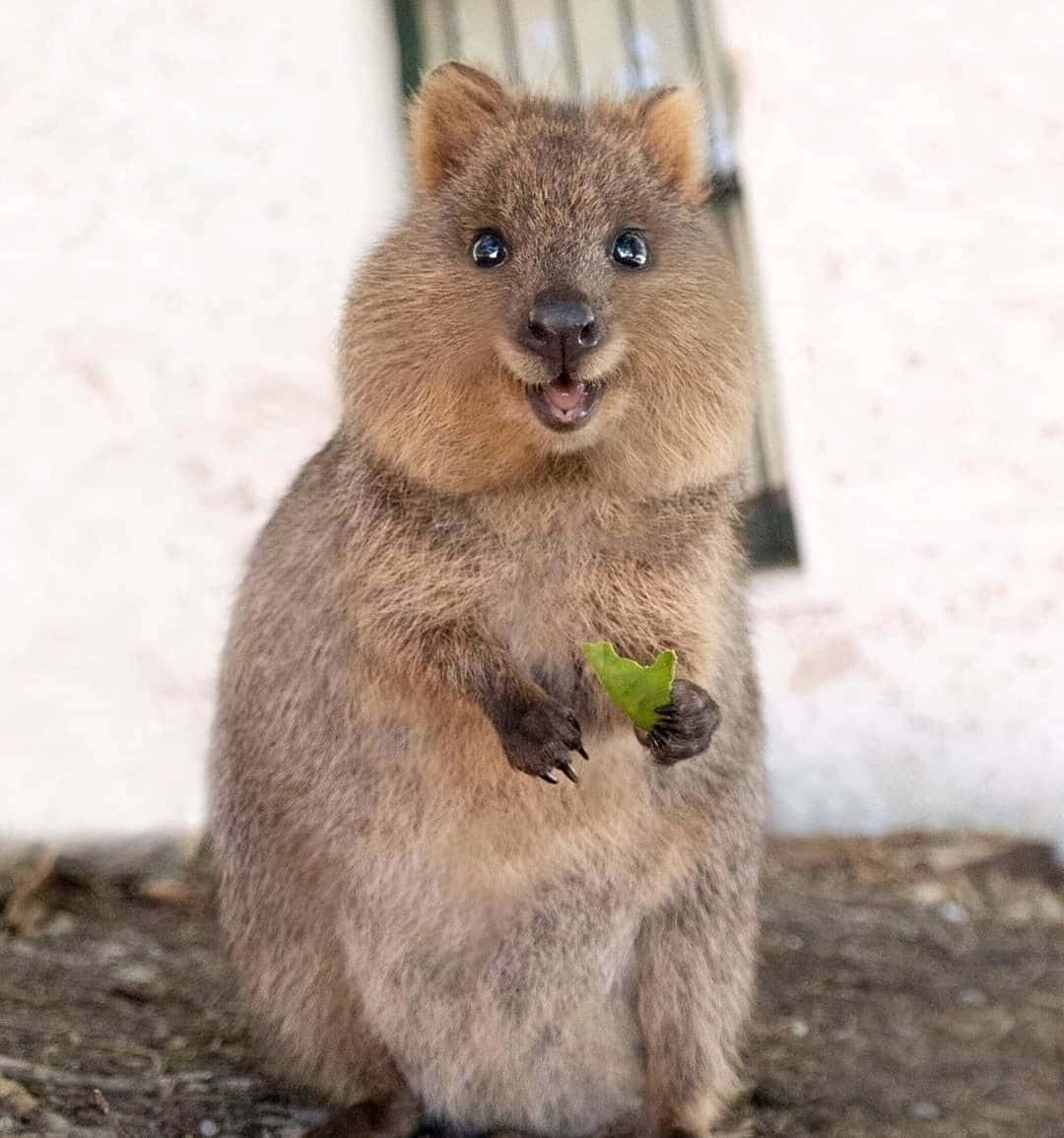 quokka, green leaf, bright blue eyes, SD Phone Wallpaper