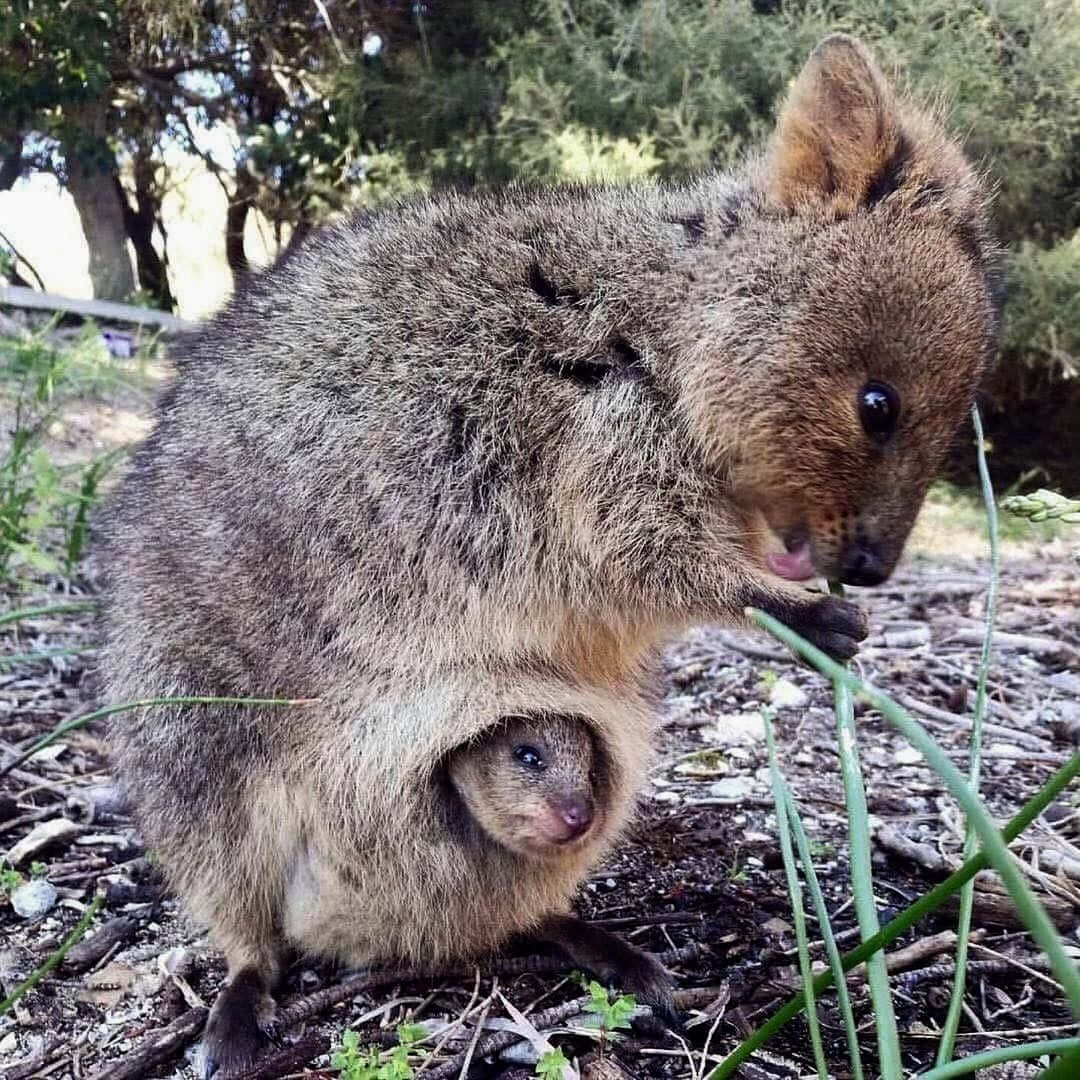 quokka, joey, green grass, SD Desktop Wallpaper