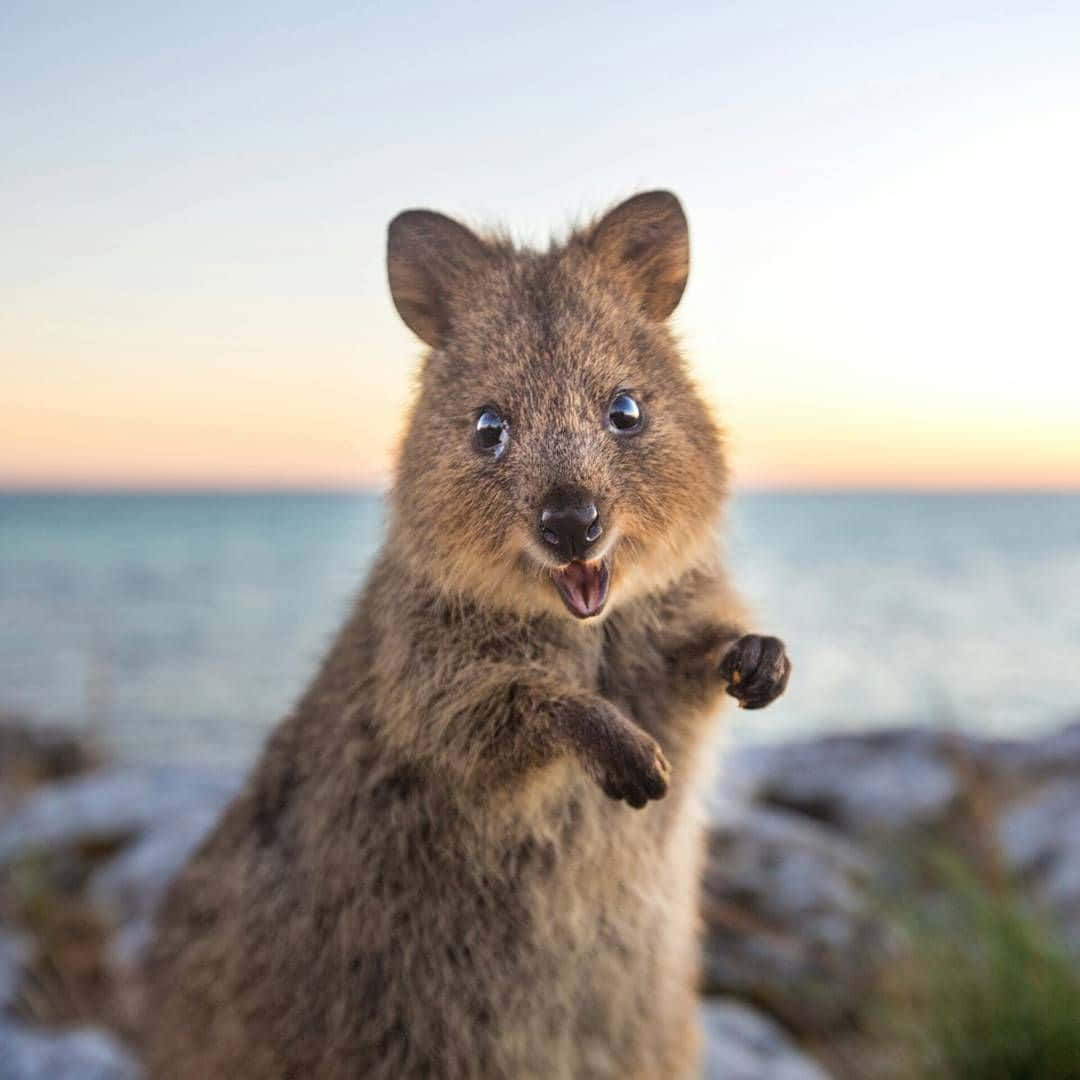 quokka, sunset, ocean backdrop, SD Desktop Wallpaper