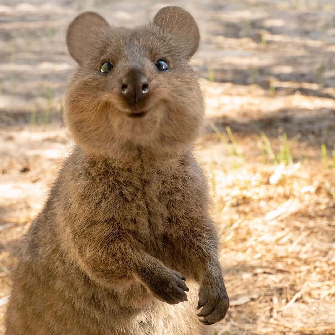 quokka, bright blue eyes, cheerful expression, SD Desktop Wallpaper