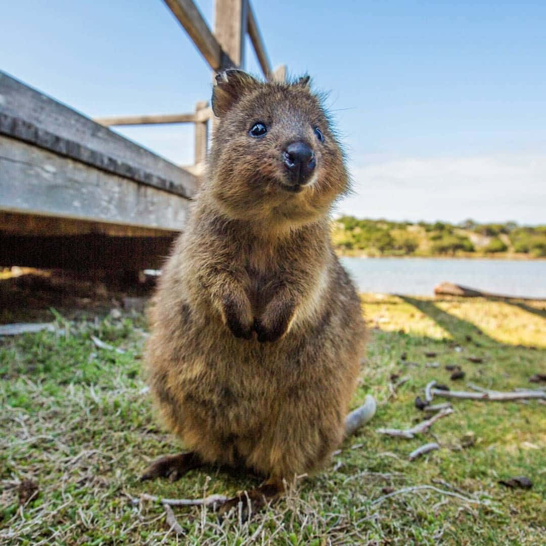 quokka, waterfront, wooden dock, SD Desktop Wallpaper