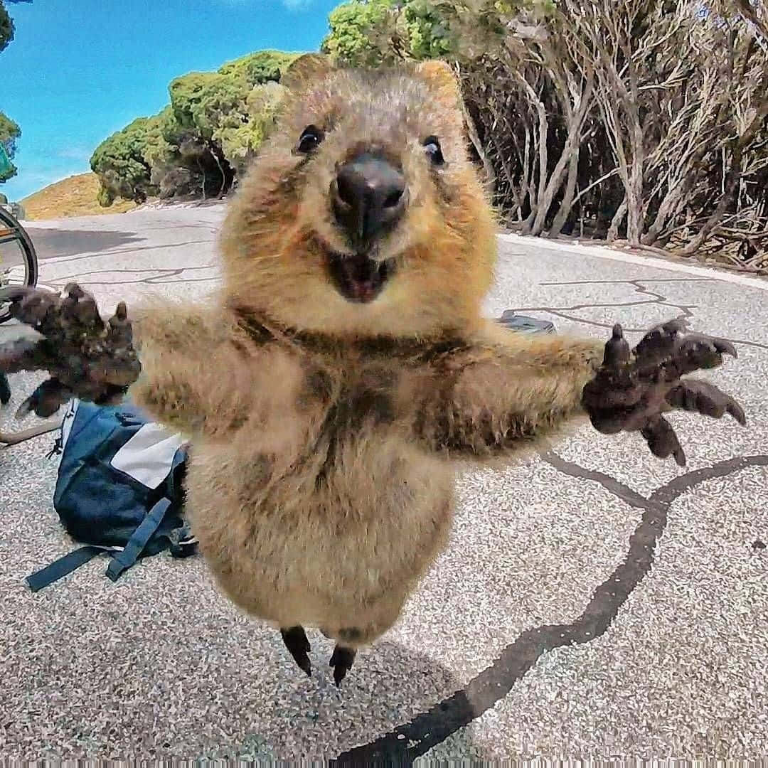 quokka, cracked asphalt road, bright blue sky, SD Desktop Wallpaper
