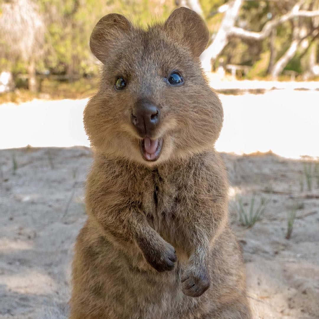 quokka, sandy ground, bright smile, SD Desktop Wallpaper