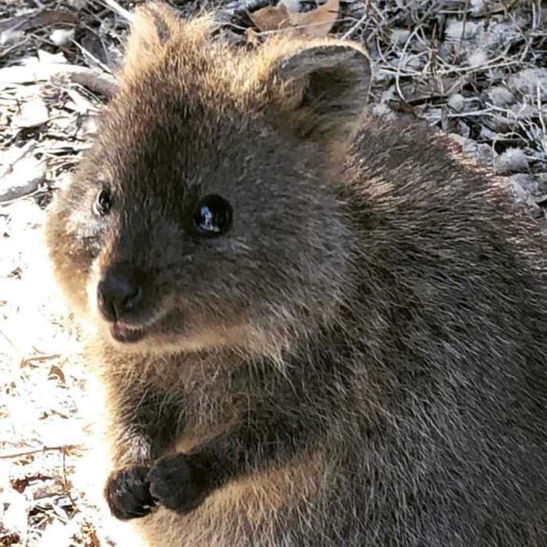 quokka, fluffy brown fur, bright eyes, SD Desktop Wallpaper