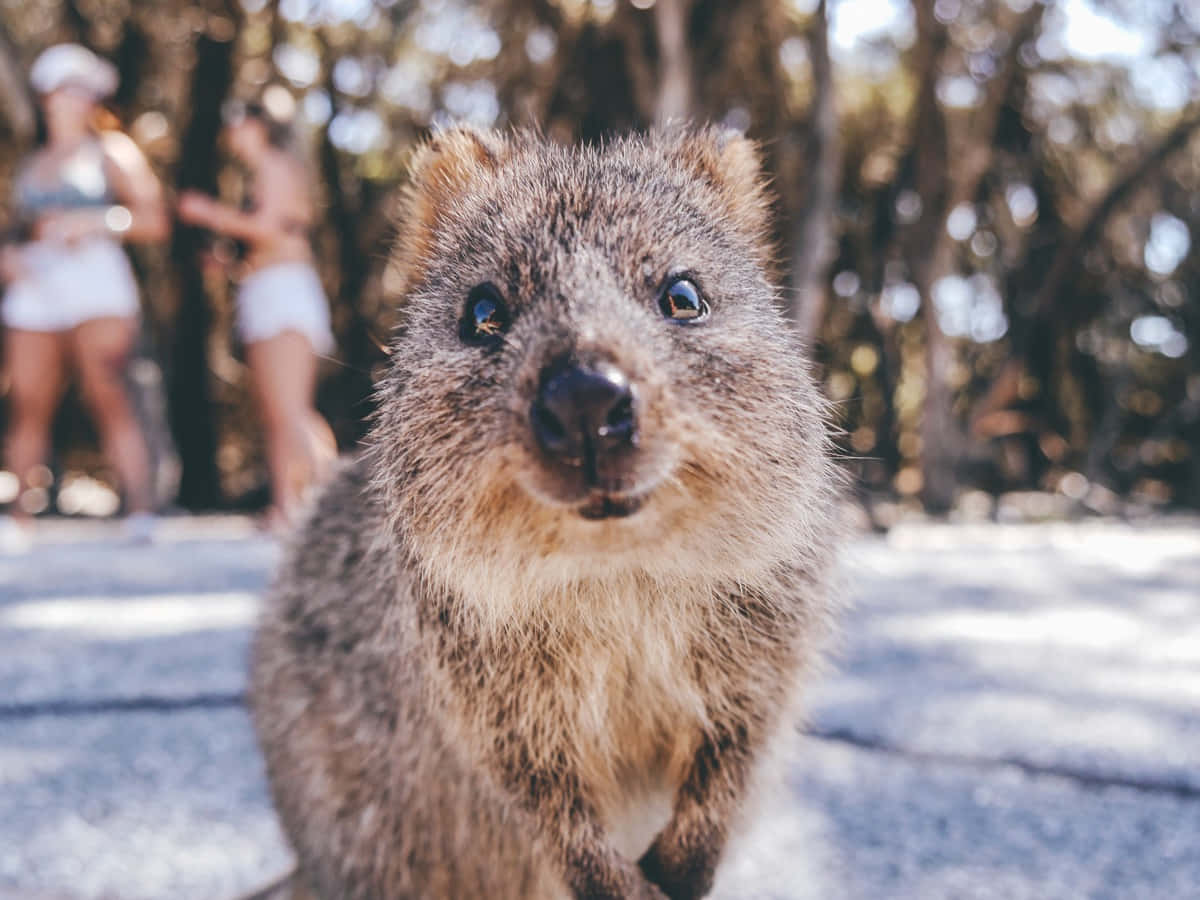 quokka, big dark eyes, sunlit forest, SD Desktop Wallpaper
