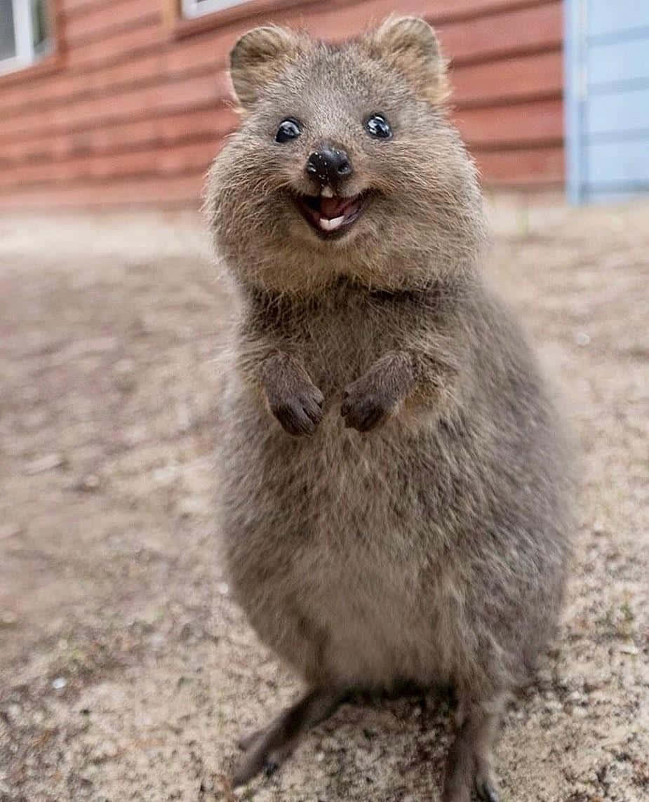 quokka, sandy ground, red wooden building, SD Phone Wallpaper