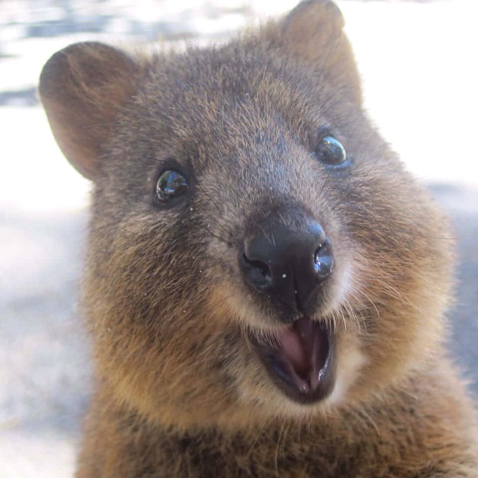 quokka, wide open mouth, bright eyes, SD Desktop Wallpaper