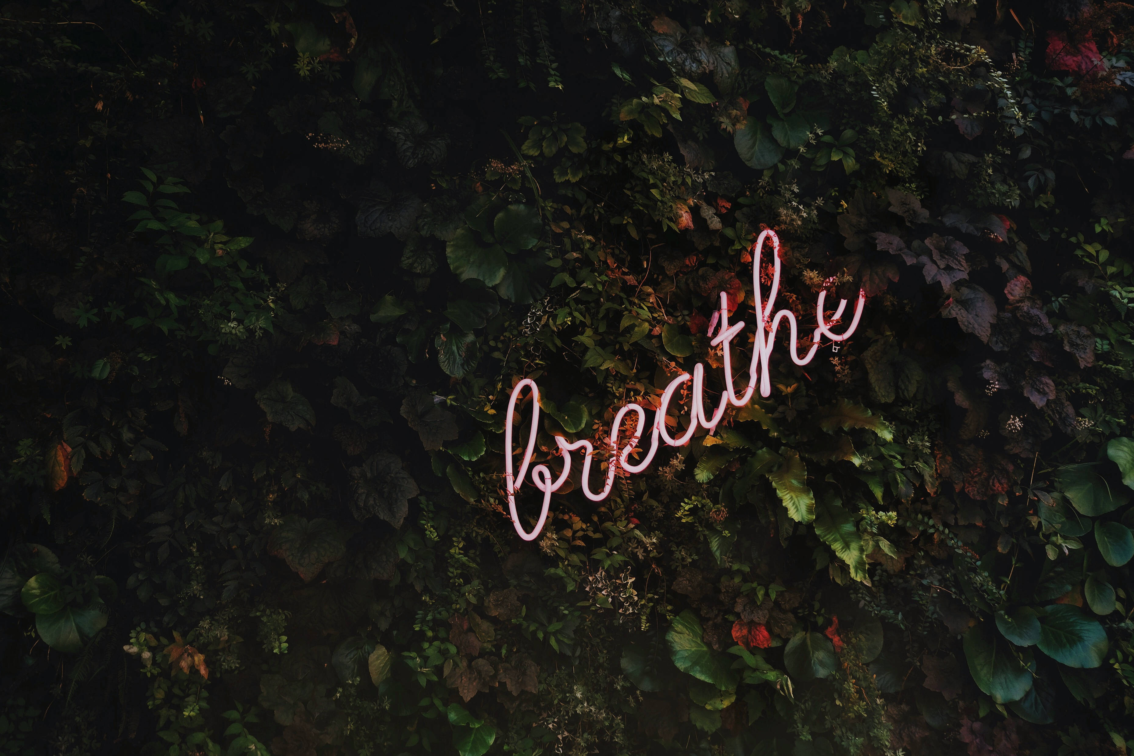 Serene Beauty, pink neon sign, breathe, 2K Desktop Wallpaper