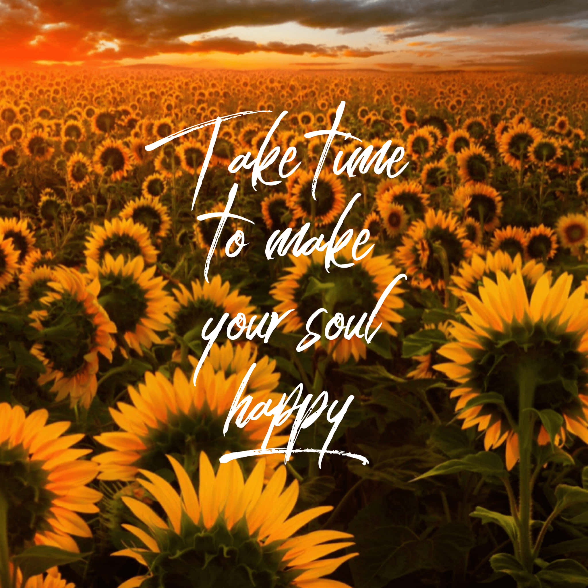 sunflower, golden sunset, cursive text, Full HD Desktop Wallpaper