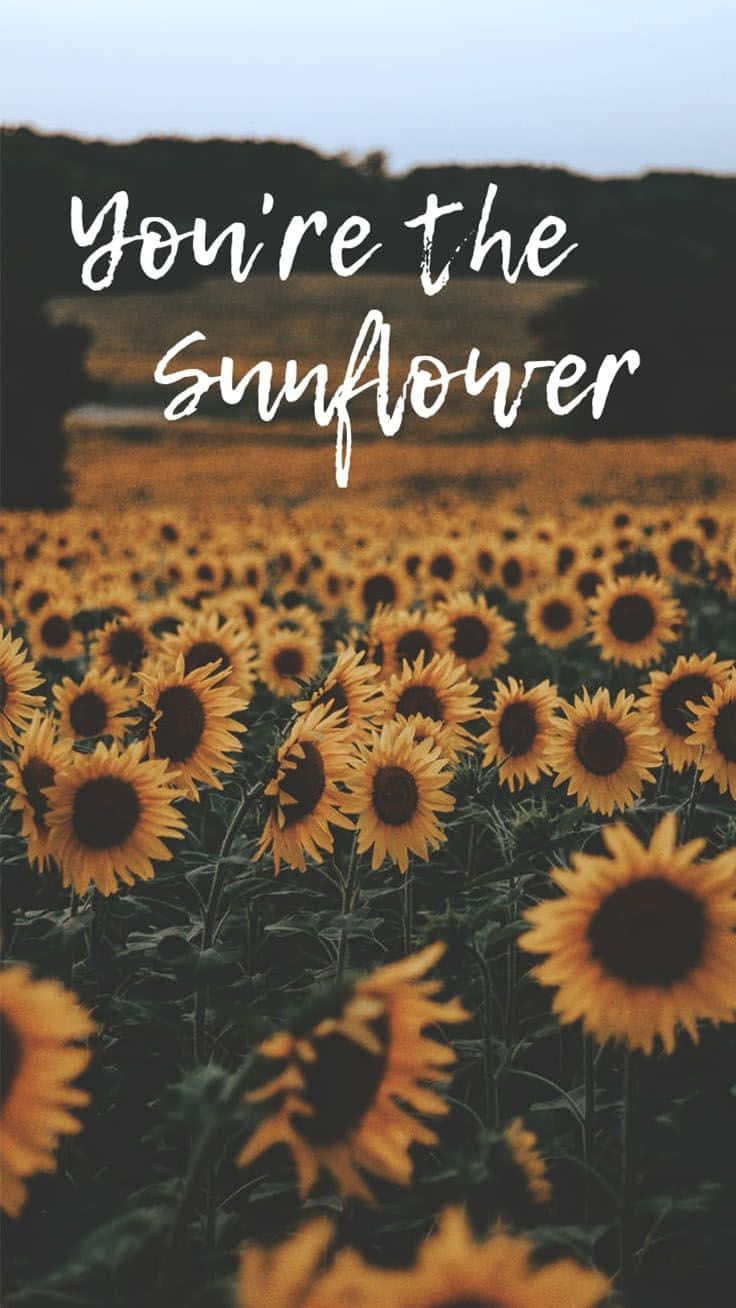sunflower field, twilight sky, white script, HD Phone Wallpaper