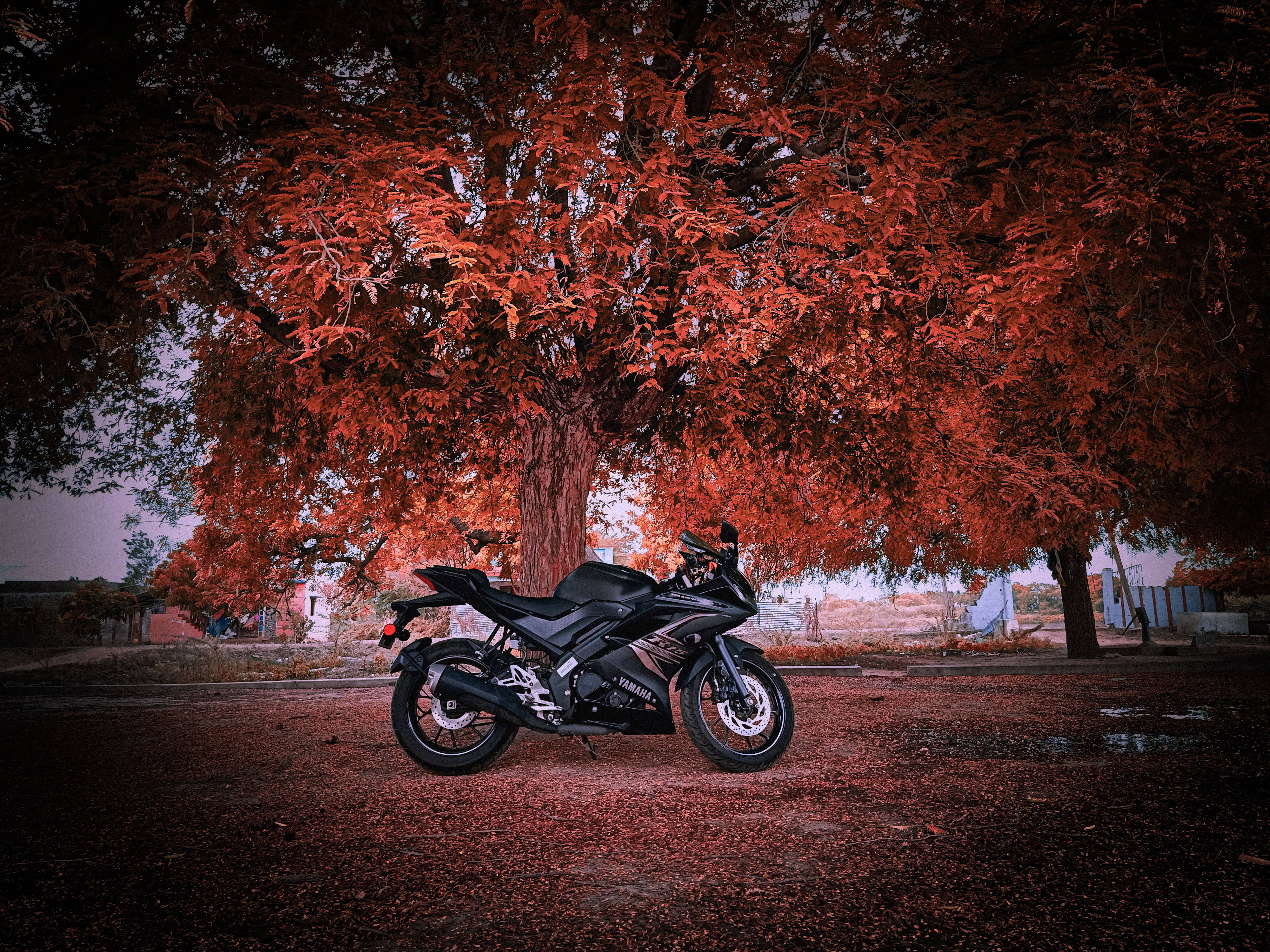 R15v3, black, red tree, 4K Desktop Wallpaper
