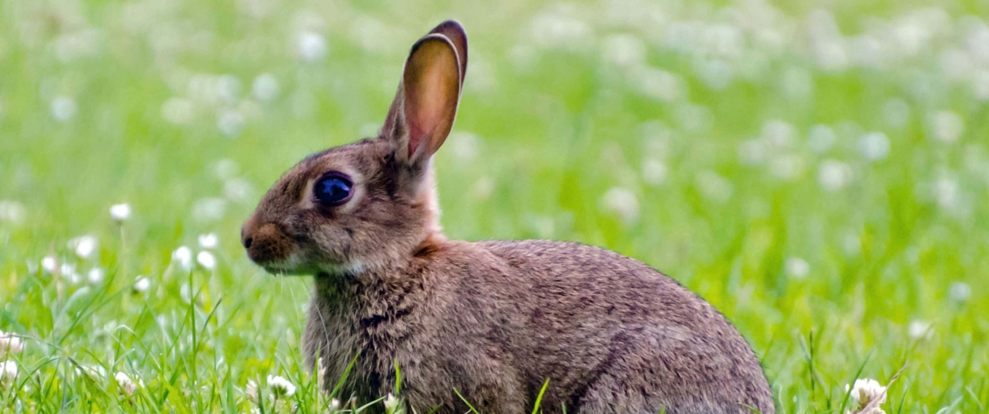 3440x1440, big eyed rabbit, brown rabbit, 2K Desktop Wallpaper