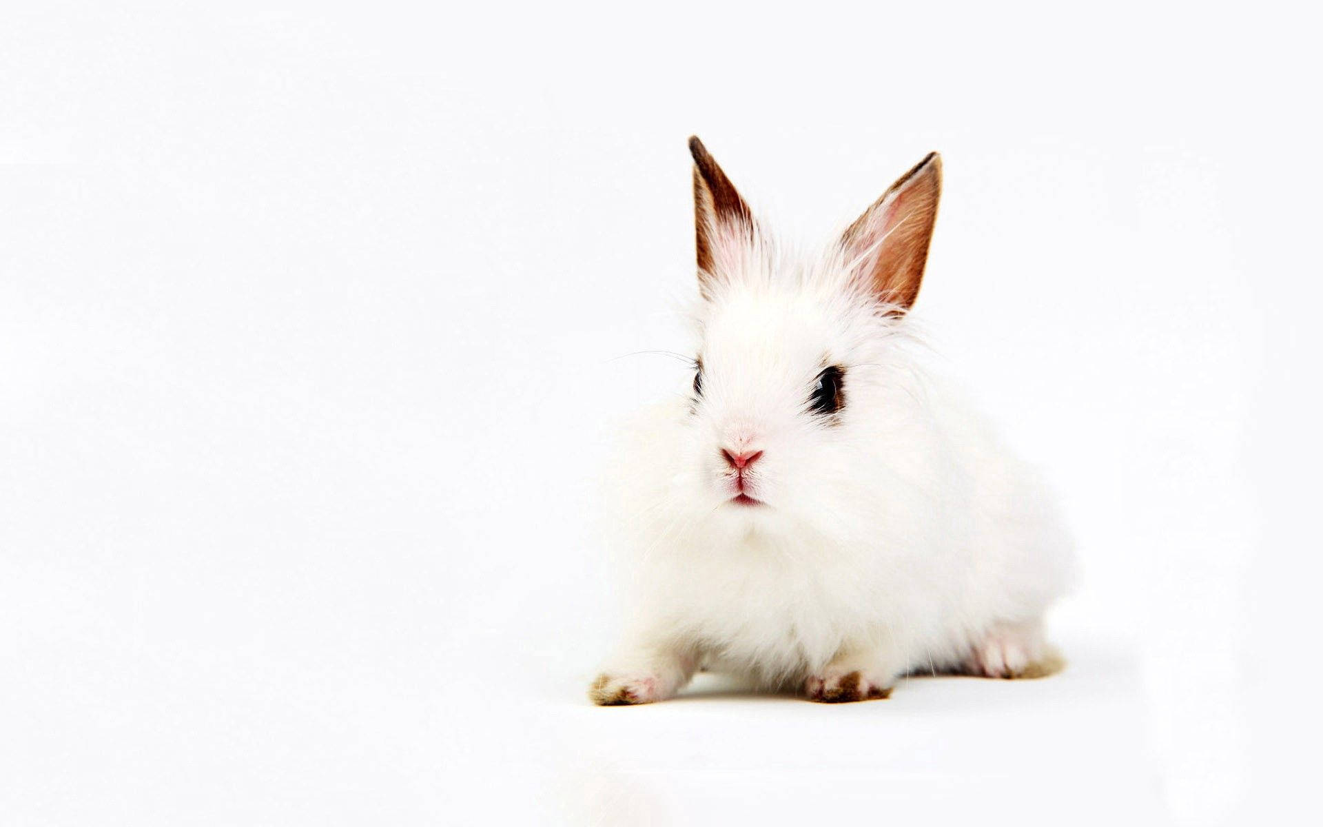 sitting cute white rabbit, fluffy white rabbit, dark eyes, Full HD Desktop Wallpaper