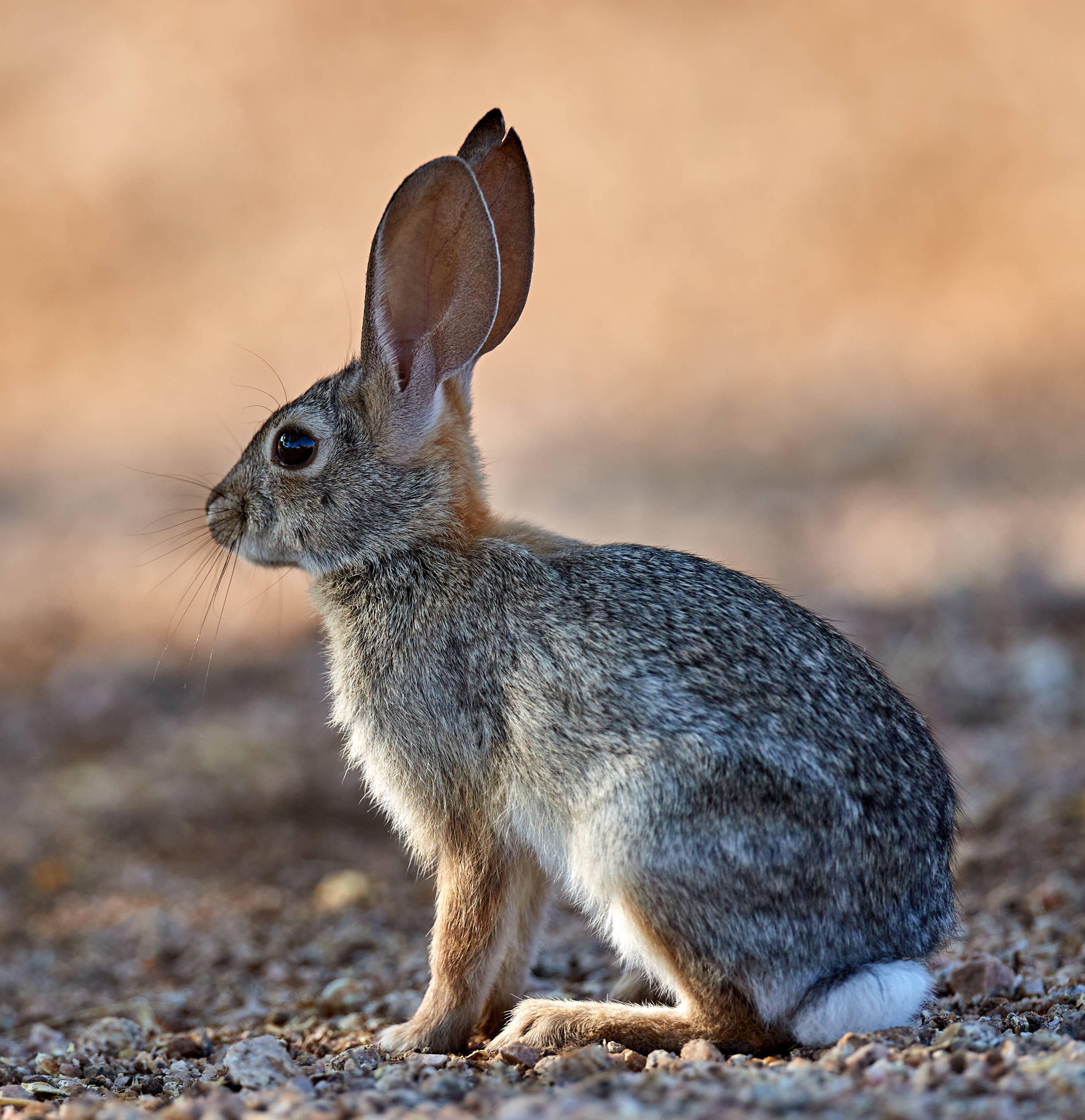 desert cottontail rabbit, gravel, warm golden sunlight, Full HD Phone Wallpaper