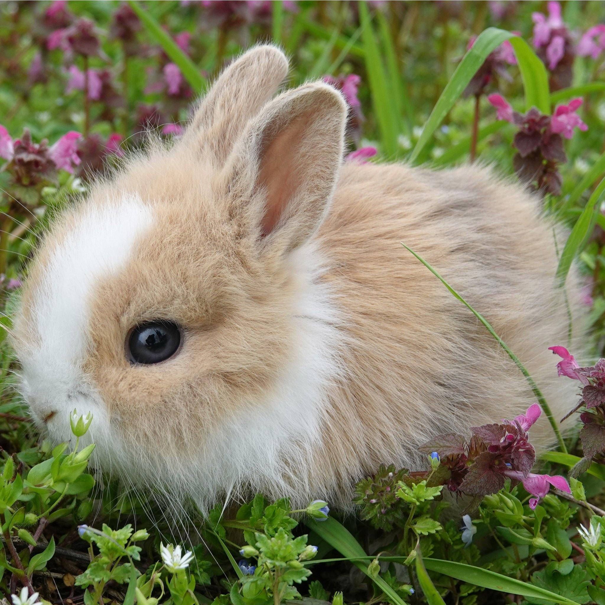 fluffy baby bunny, tan and white rabbit, big dark eyes, Full HD Desktop Wallpaper