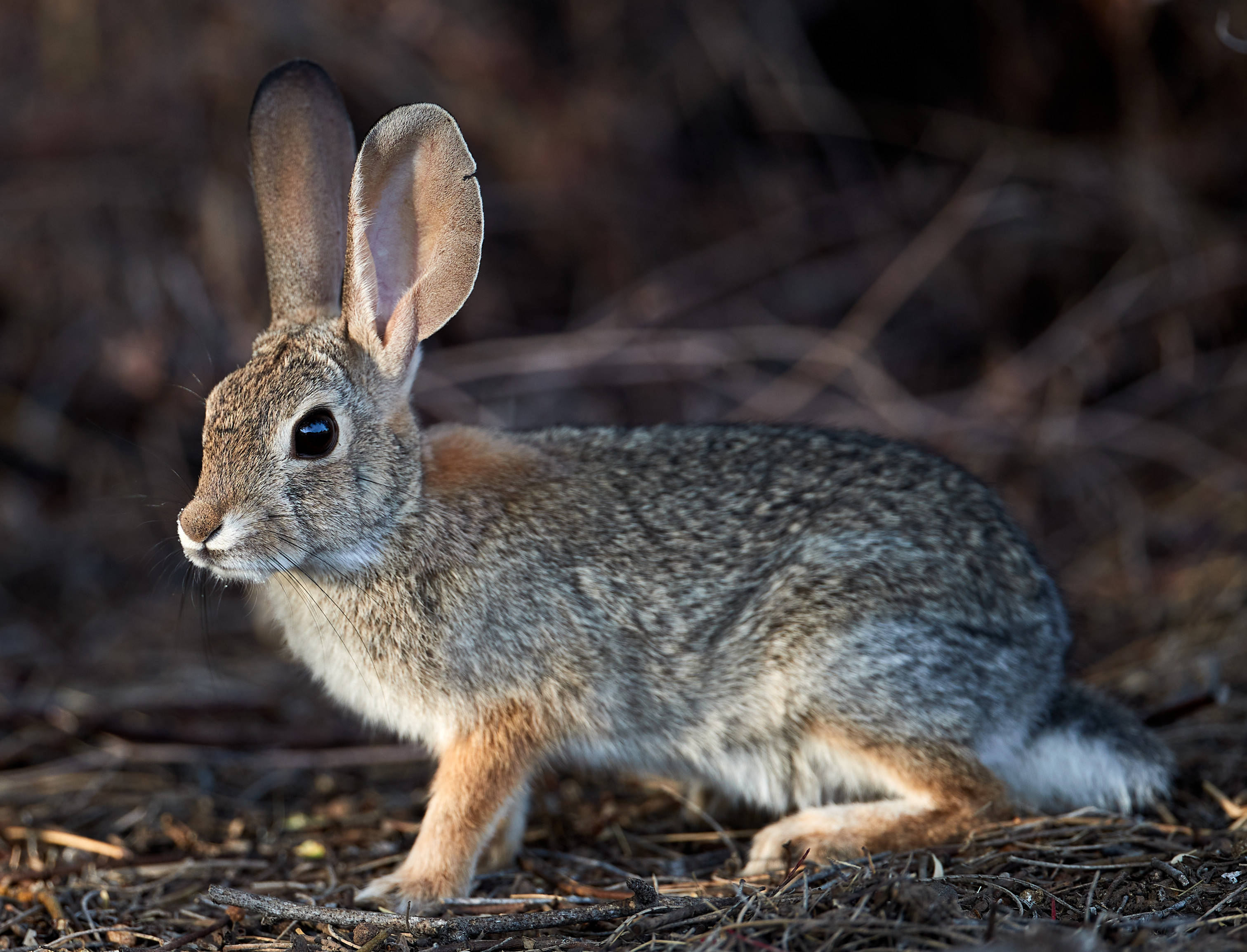 desert cottontail rabbit, large ears, brown fur, 2K Desktop Wallpaper