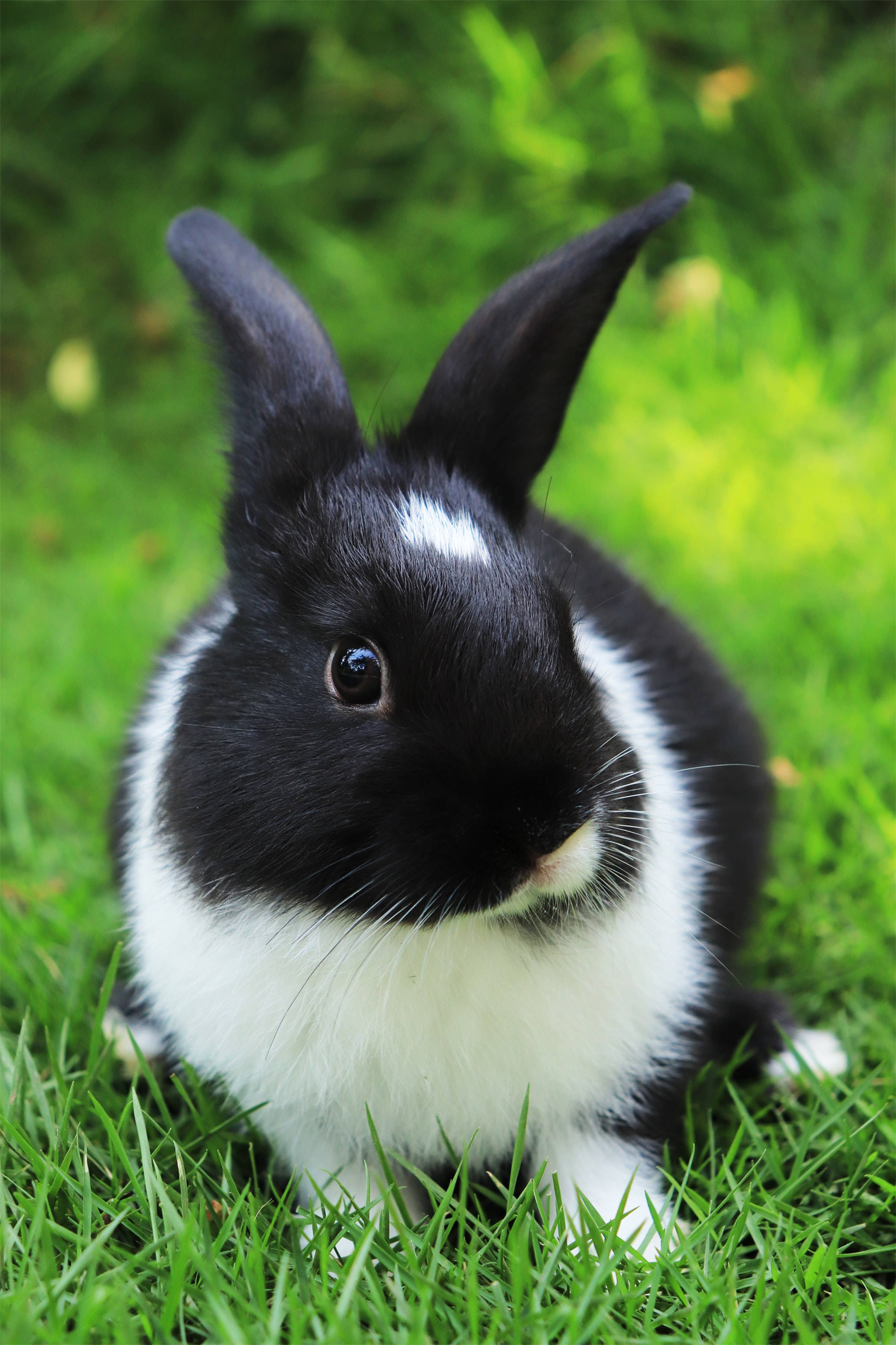 black and white baby bunny, upright ears, vibrant green grass, 2K Phone Wallpaper