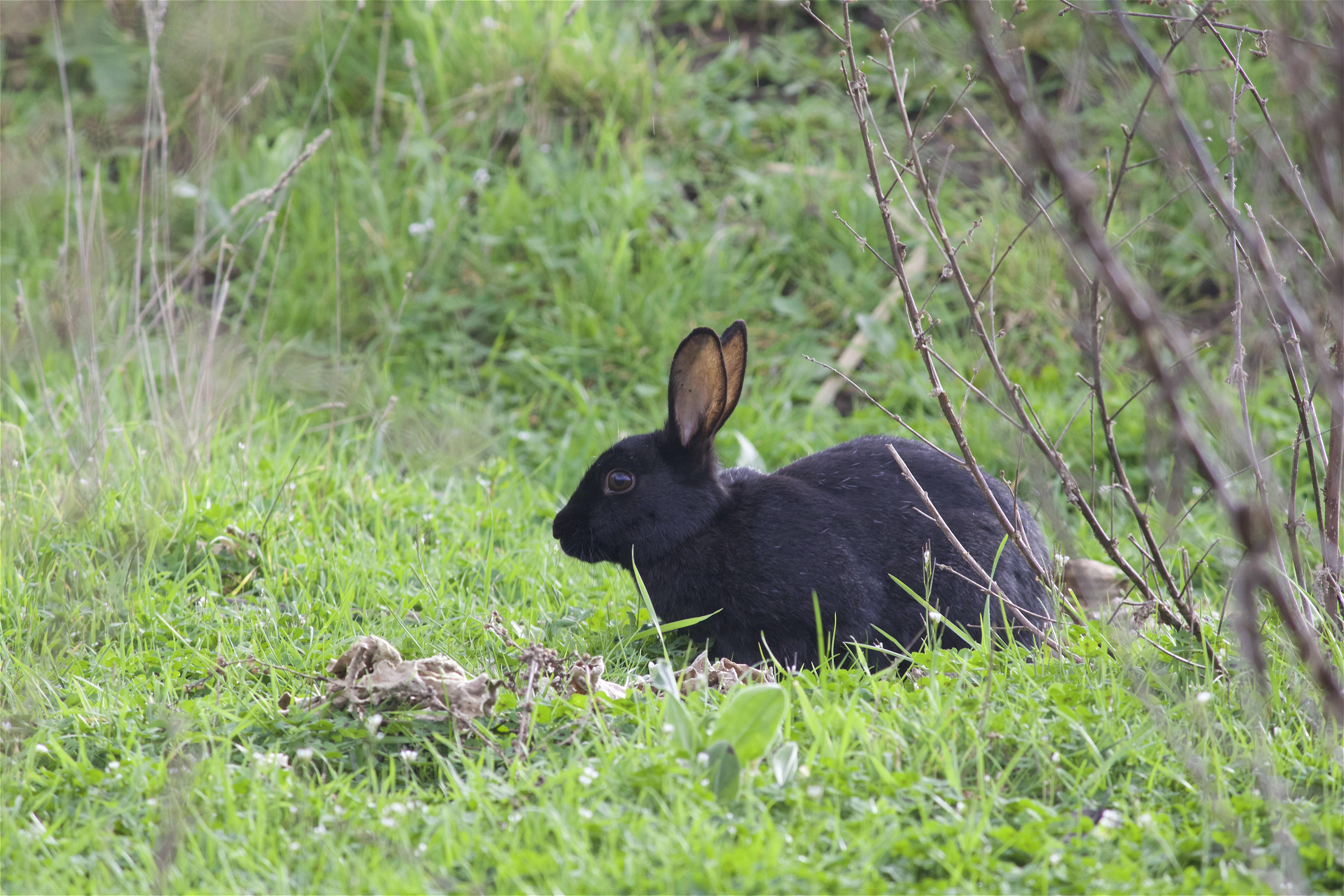 black wild rabbit, sleek black rabbit, vibrant green grass, 5K Desktop Wallpaper