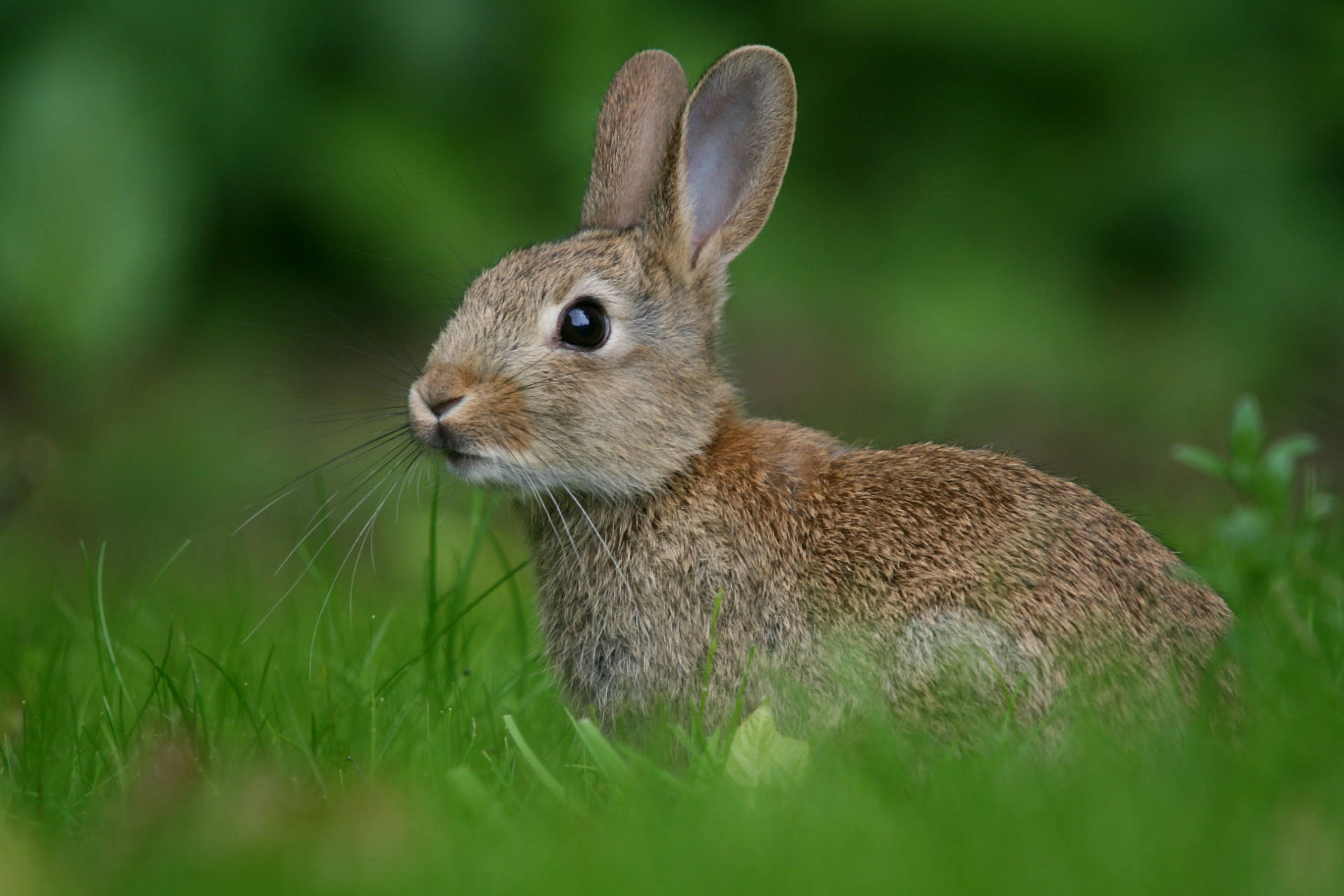 alerted brown rabbit, brown rabbit, vibrant green grass, Full HD Desktop Wallpaper