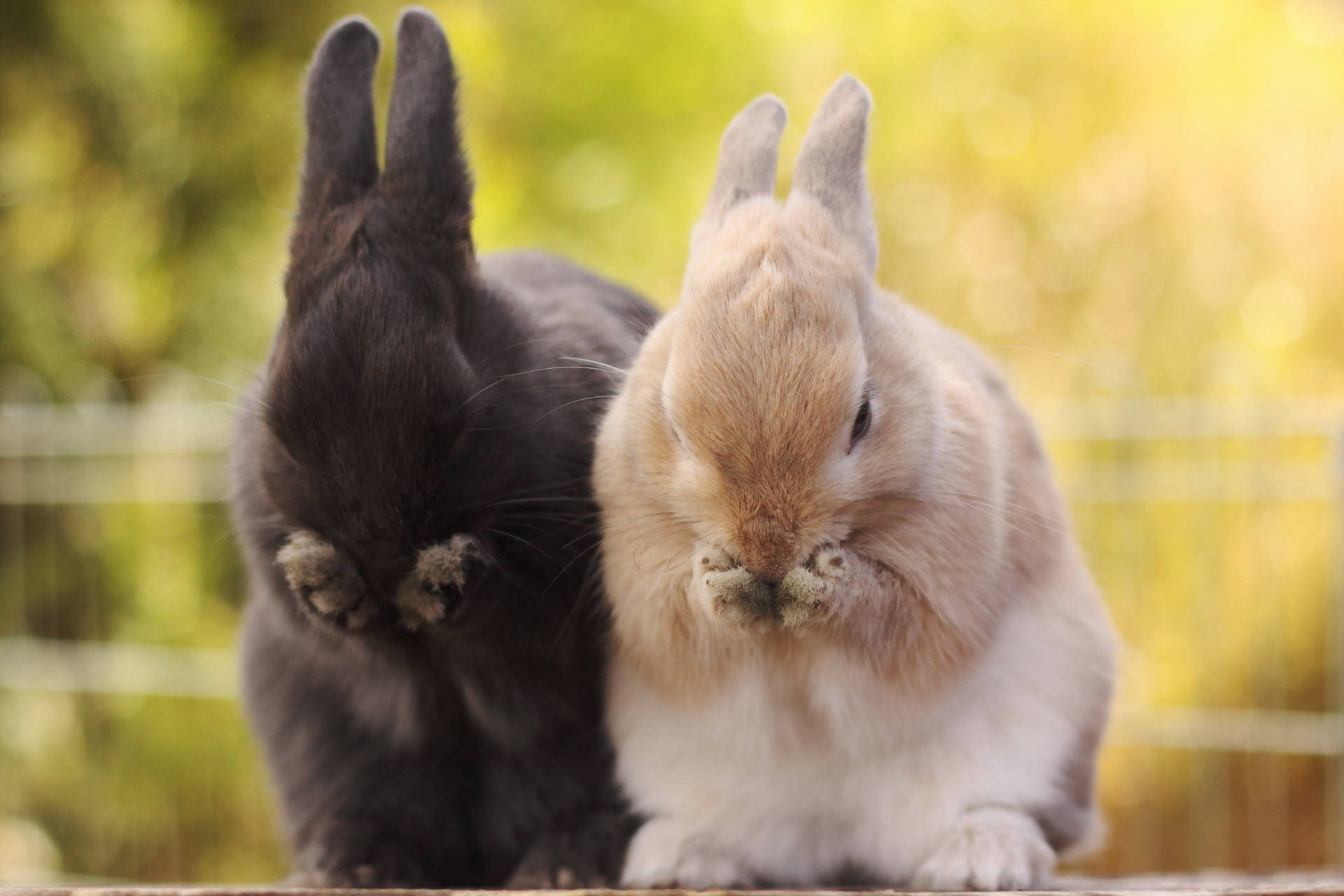 plump furry rabbits, black, beige, Full HD Desktop Wallpaper
