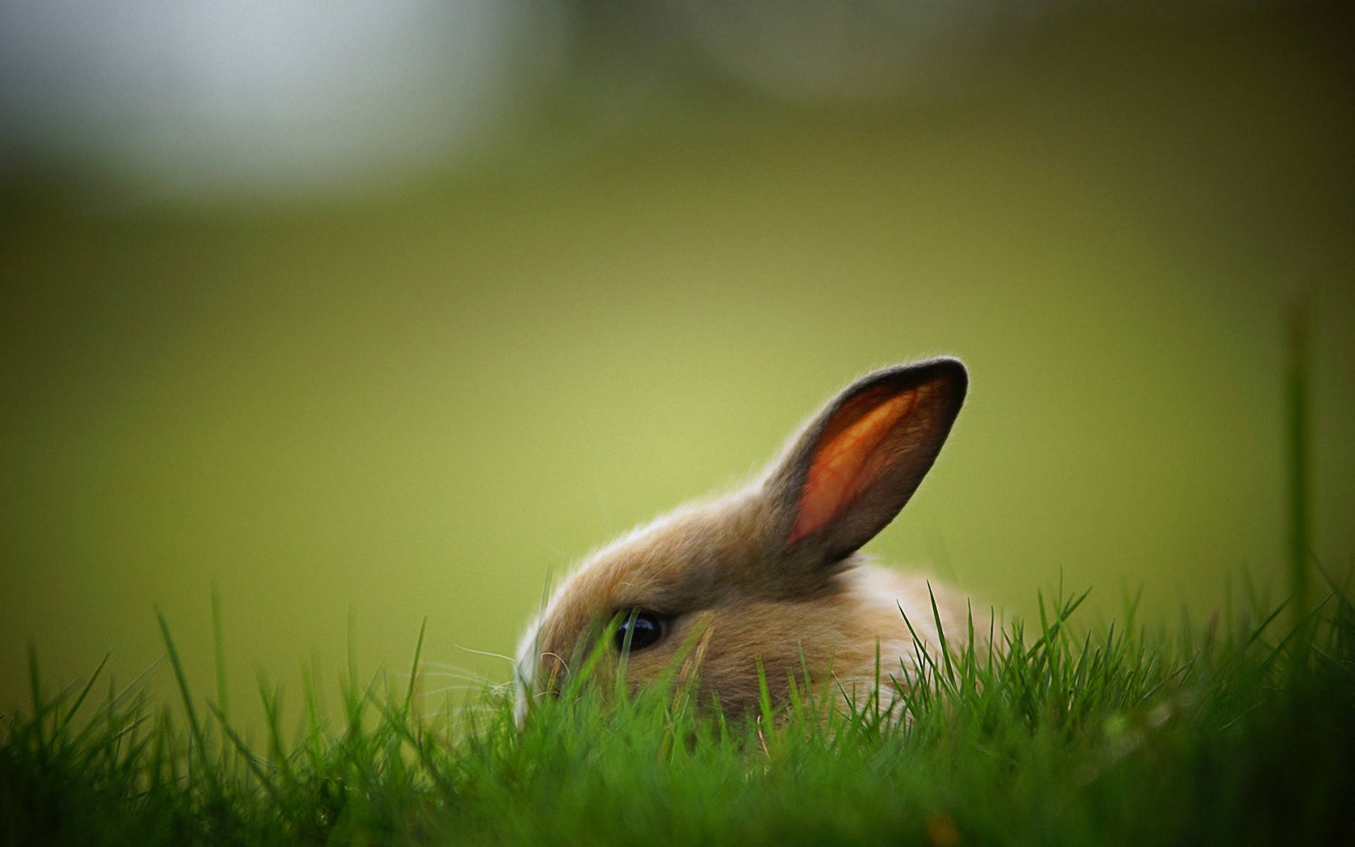 Rabbit, light green, lush green grass, Full HD Desktop Wallpaper