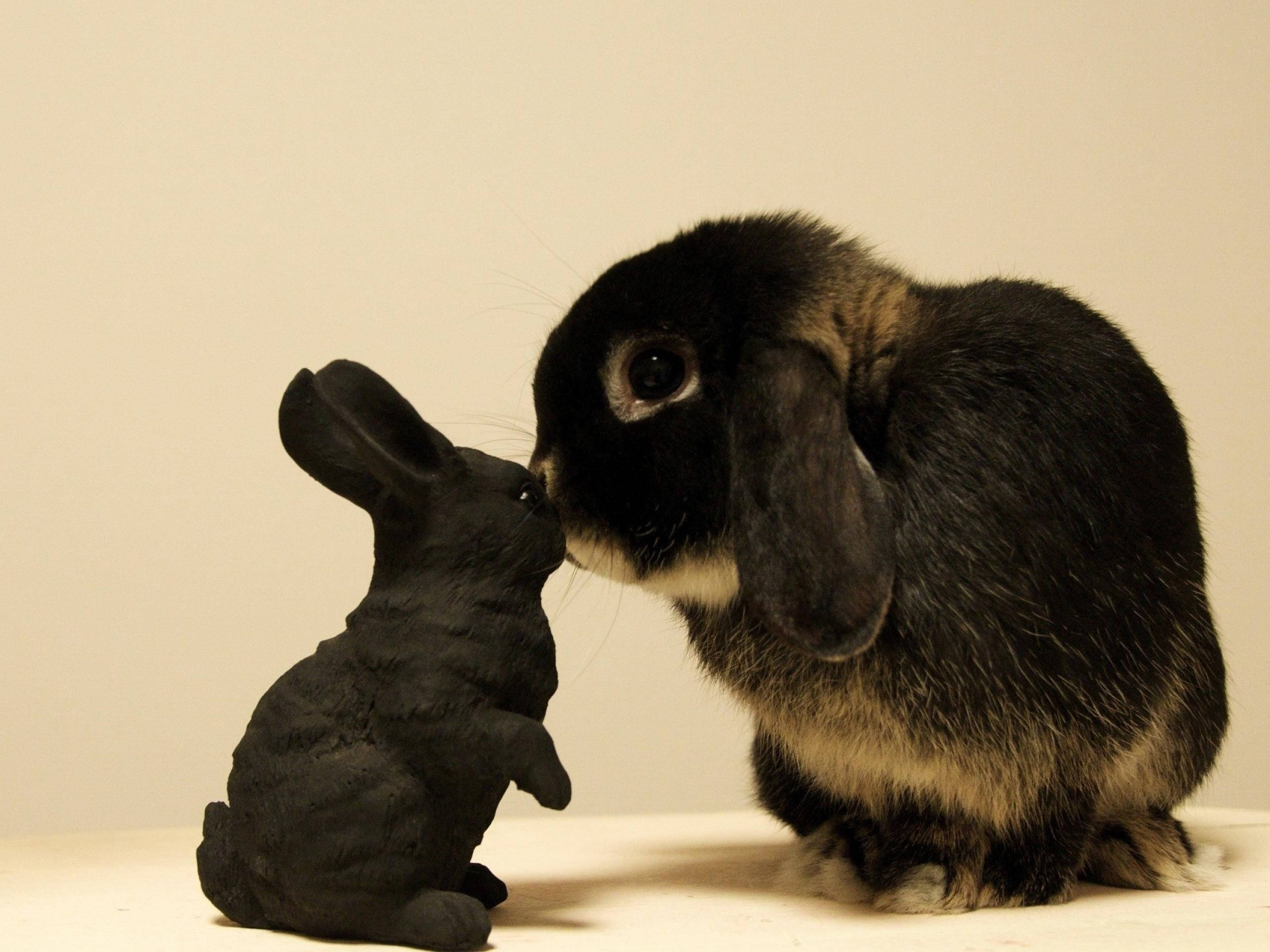 black rabbit, floppy ears, small black ceramic rabbit figurine, 2K Desktop Wallpaper