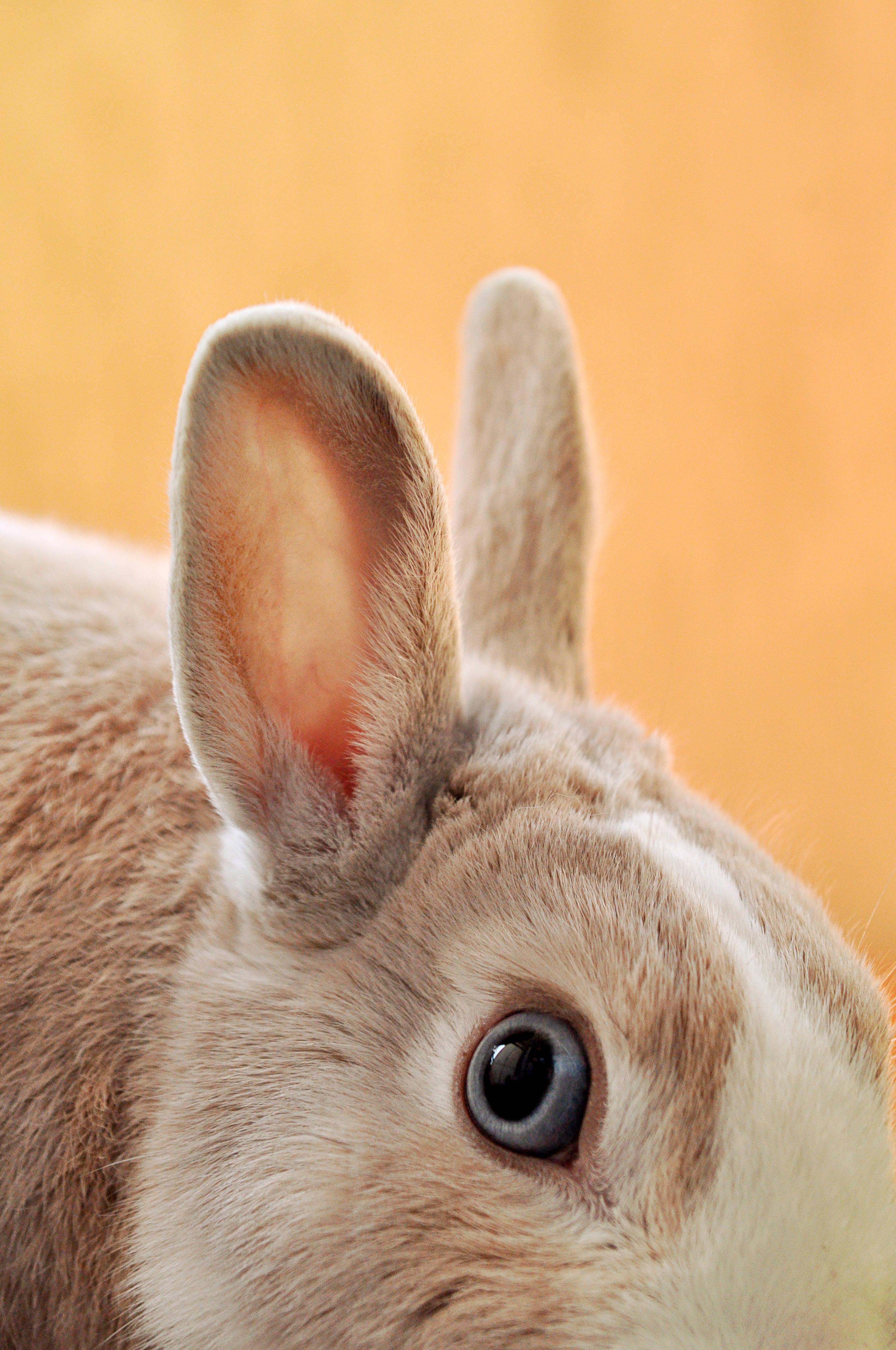 brown rabbit, fluffy rabbit, large ears, 4K Phone Wallpaper